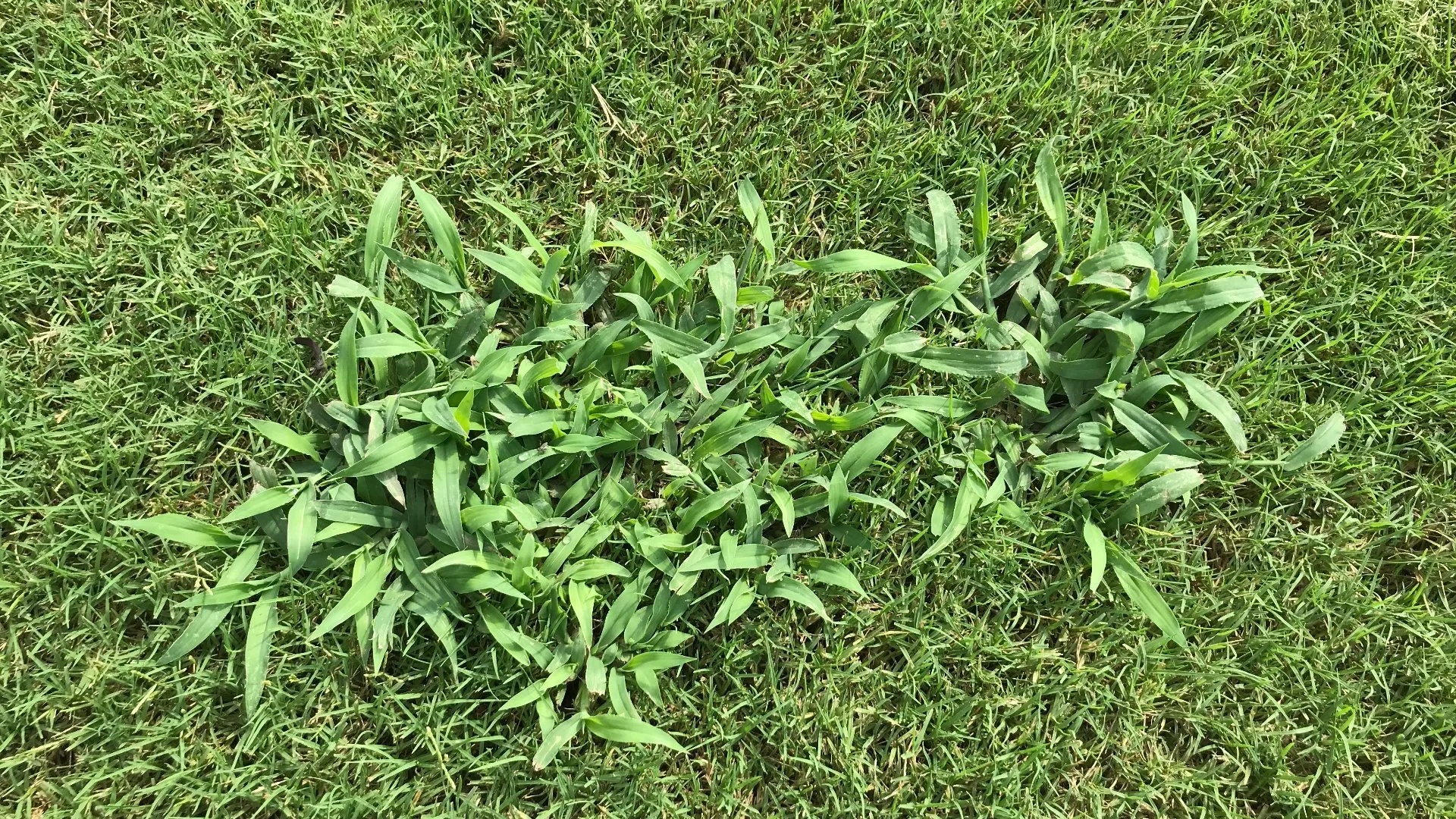 What Can Happen if You Skip Out on Weed Control Treatments in the Spring?