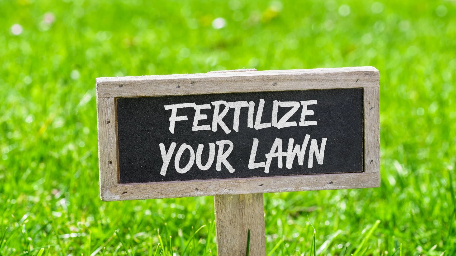 What Happens if You Don’t Fertilize Your Lawn?