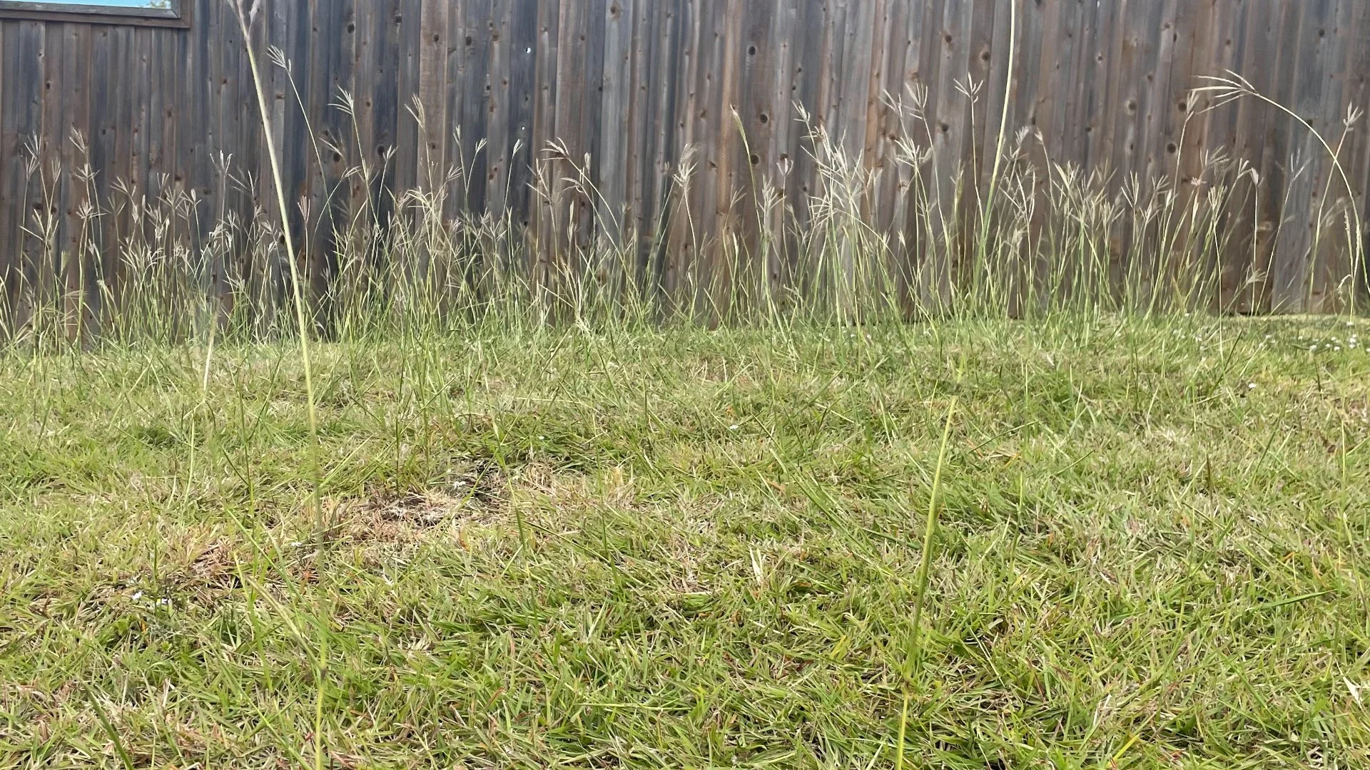 What Are Some Ways to Eliminate Weeds From My Lawn This Fall?