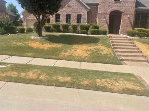 Brick House with front lawn that has brown patches caused by drought stress