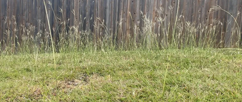 Weeds invading a lawn in Dallas, TX.