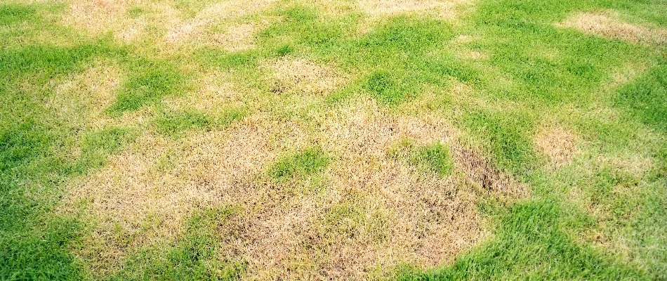 Lawn in Dallas, TX, infected with brown patch.