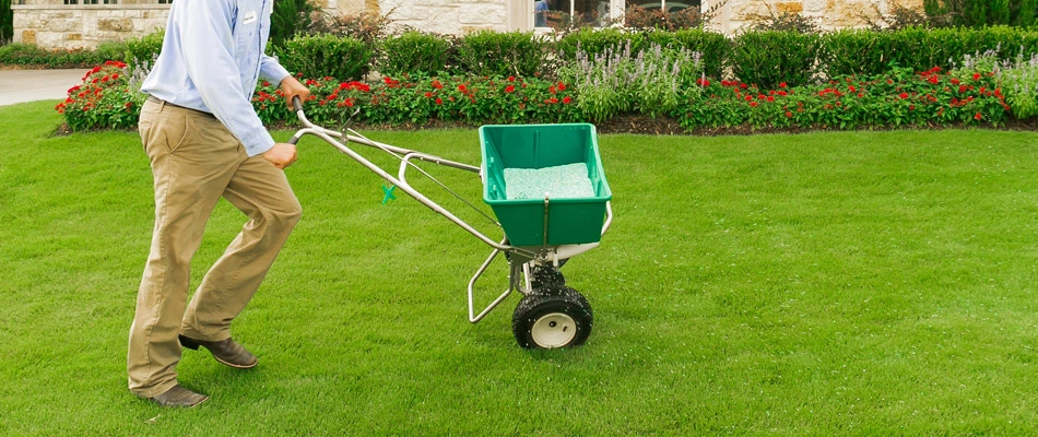 Granular fertilizer being added to a lawn in Little Elm, TX.