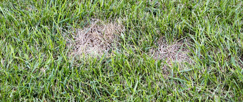 What Are Chinch Bugs What Should You Do If They Infest Your Lawn