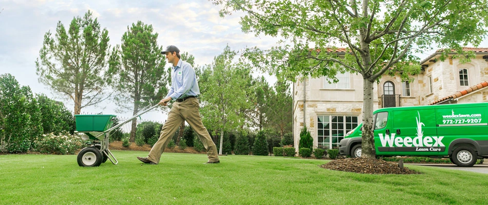 Professional applying lawn treatment through spreader in Keller, TX.