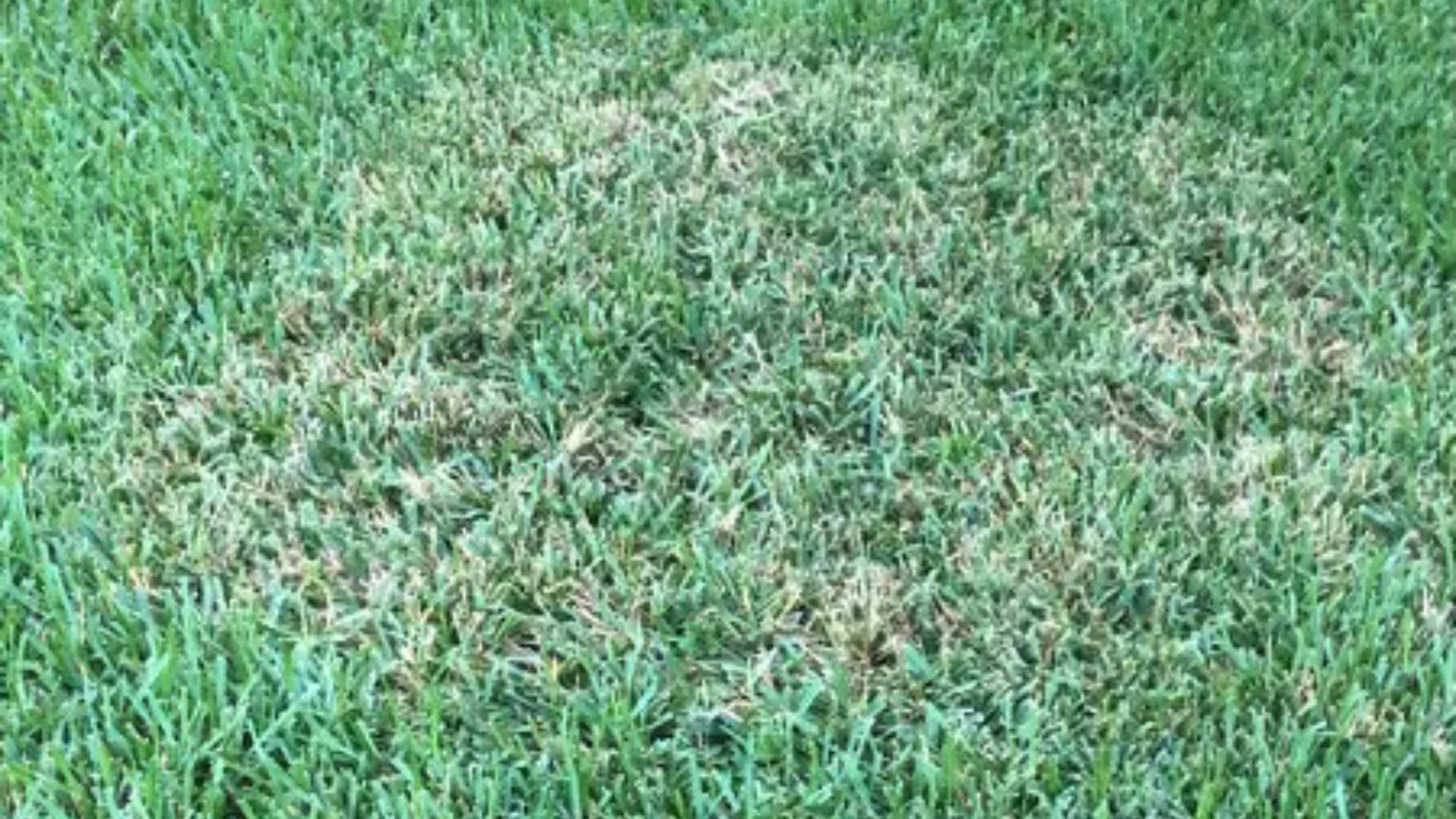 Brown Patch vs Drought - How to Tell Which Is Affecting Your Lawn