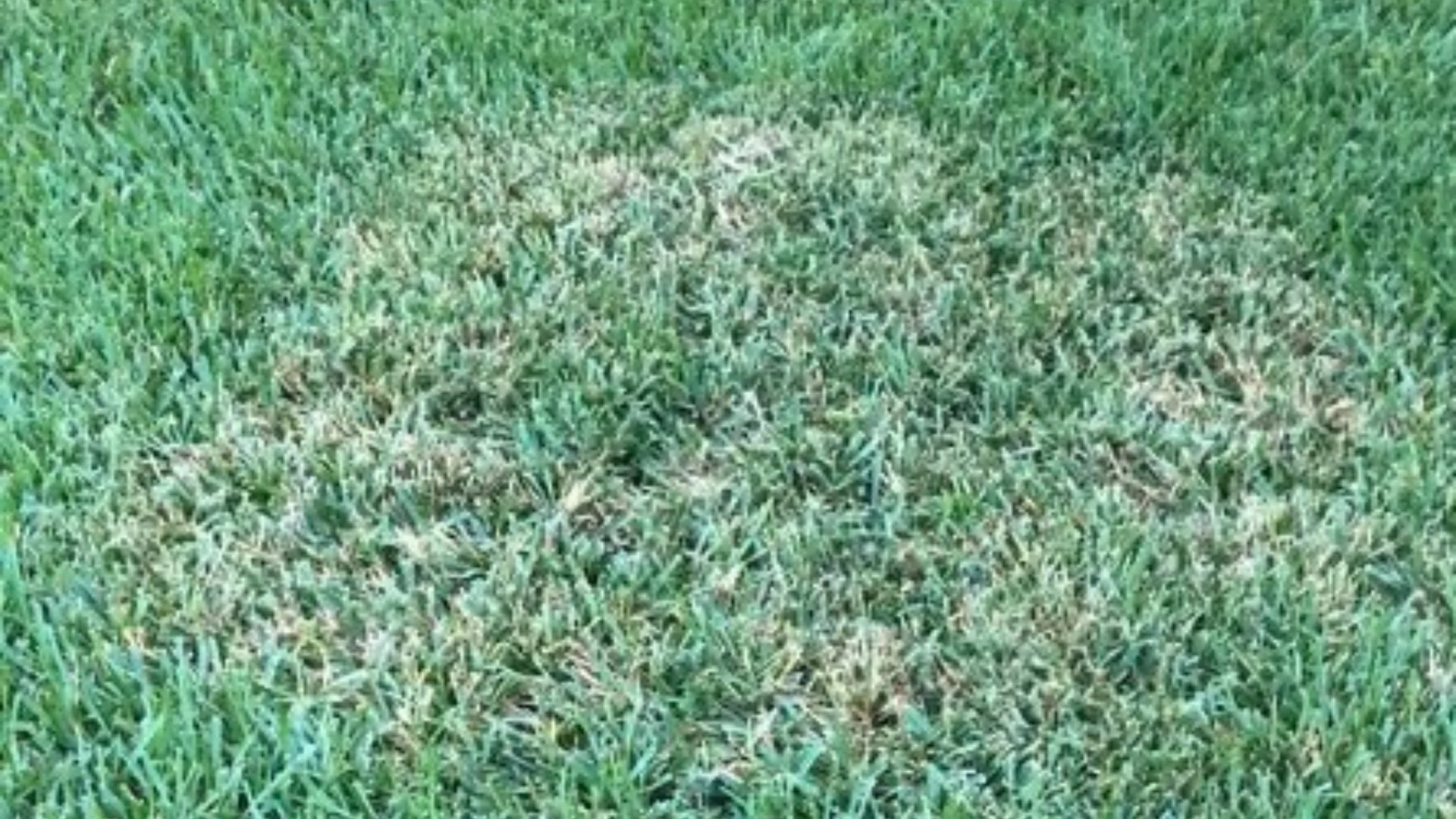 The Ultimate Guide to Preventing & Treating Brown Patch Lawn Disease