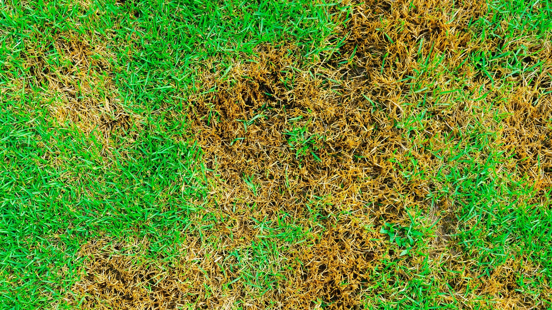 Diagnosing Your Brown Lawn - Dehydration, Over-Fertilization, or Turf Disease?