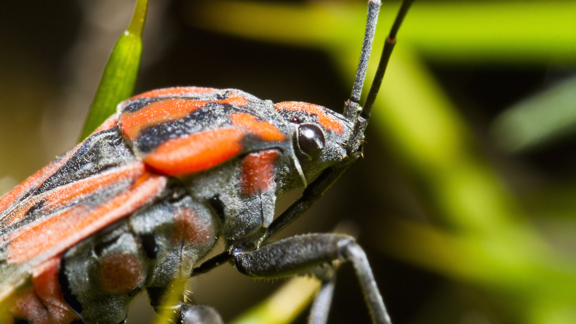 What Are Chinch Bugs & What Should You Do if They Infest Your Lawn?