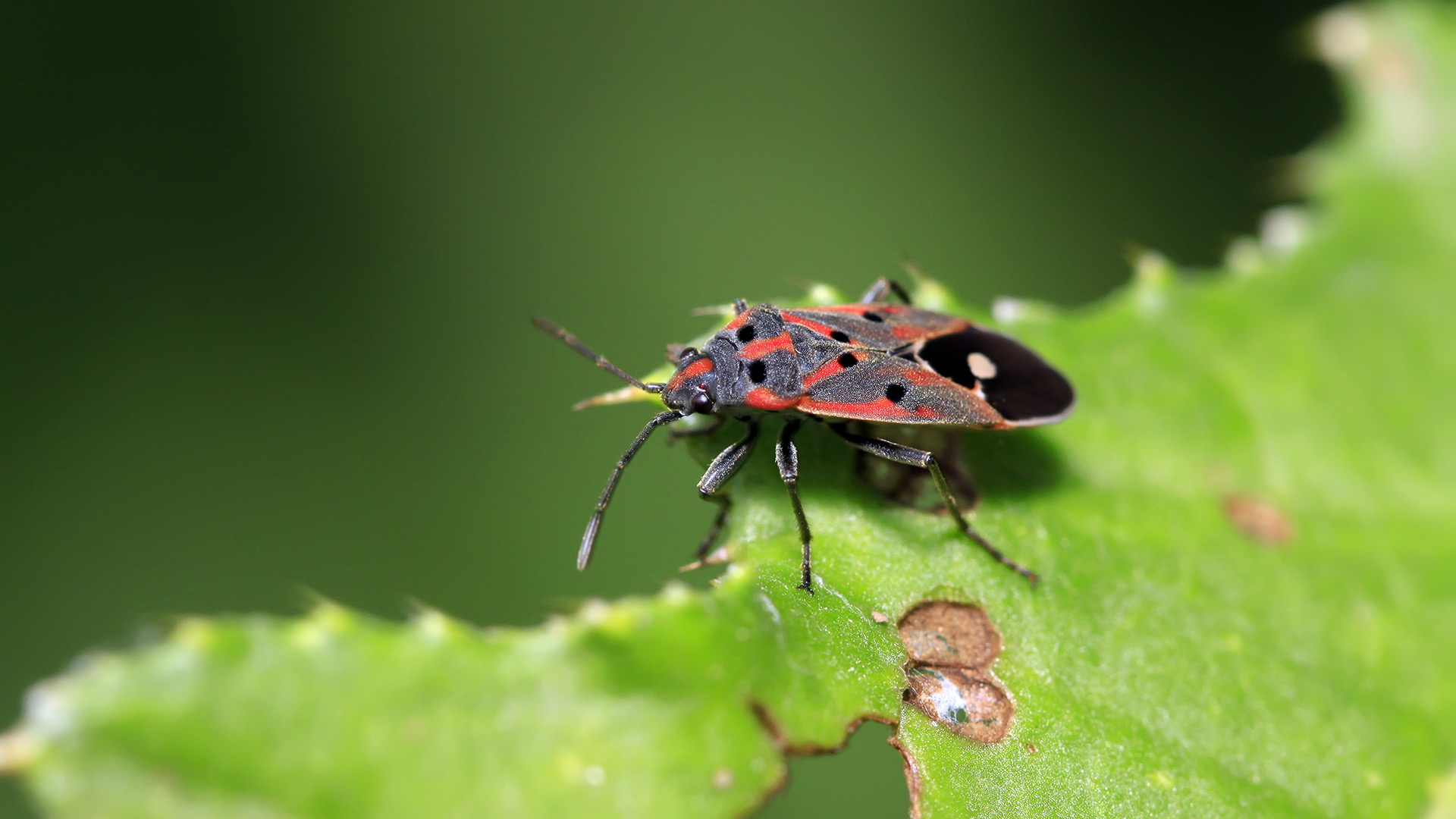 Chinch bug found in a lawn in Dallas, TX.