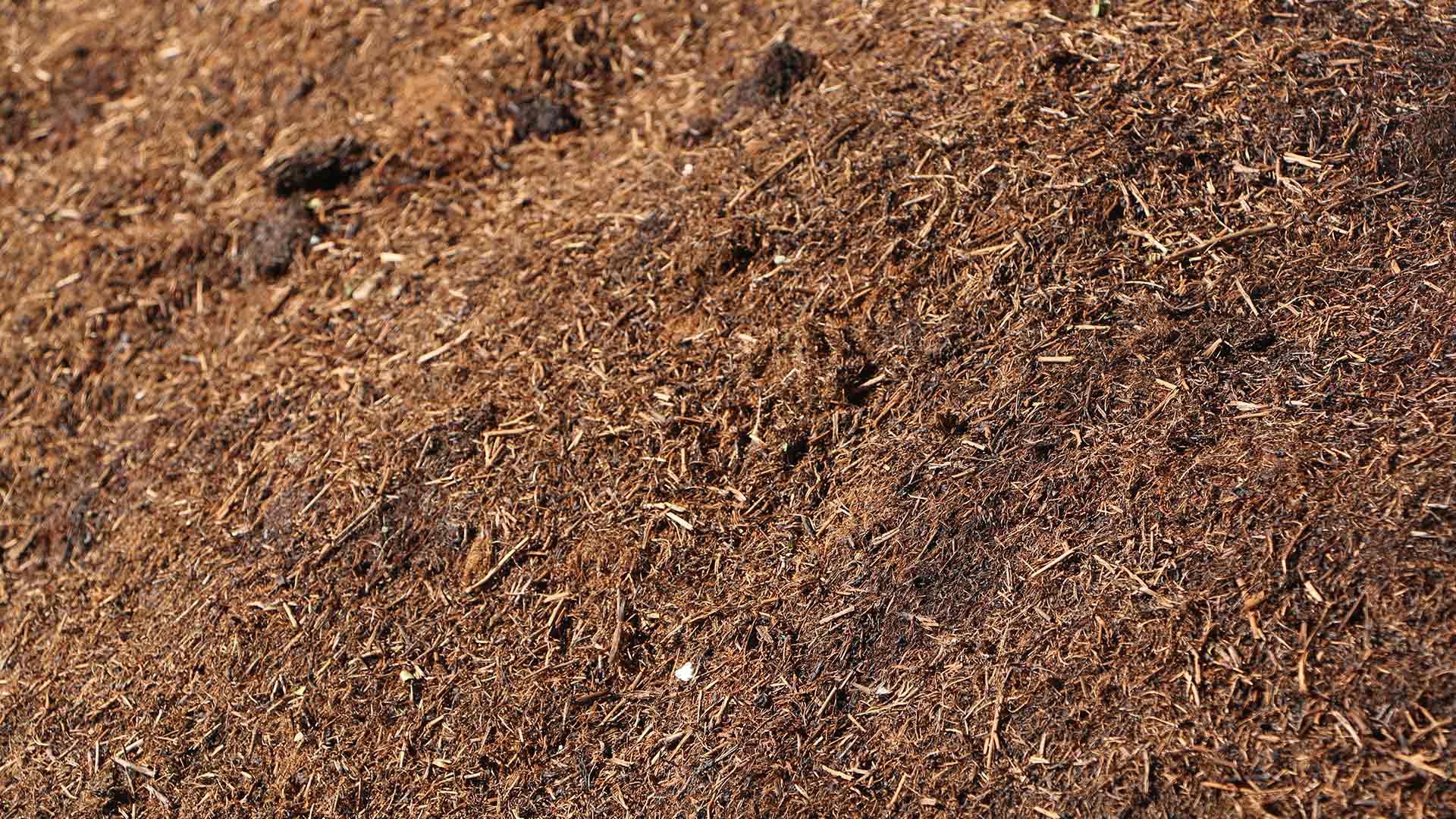 Topdressing Your Lawn with Compost