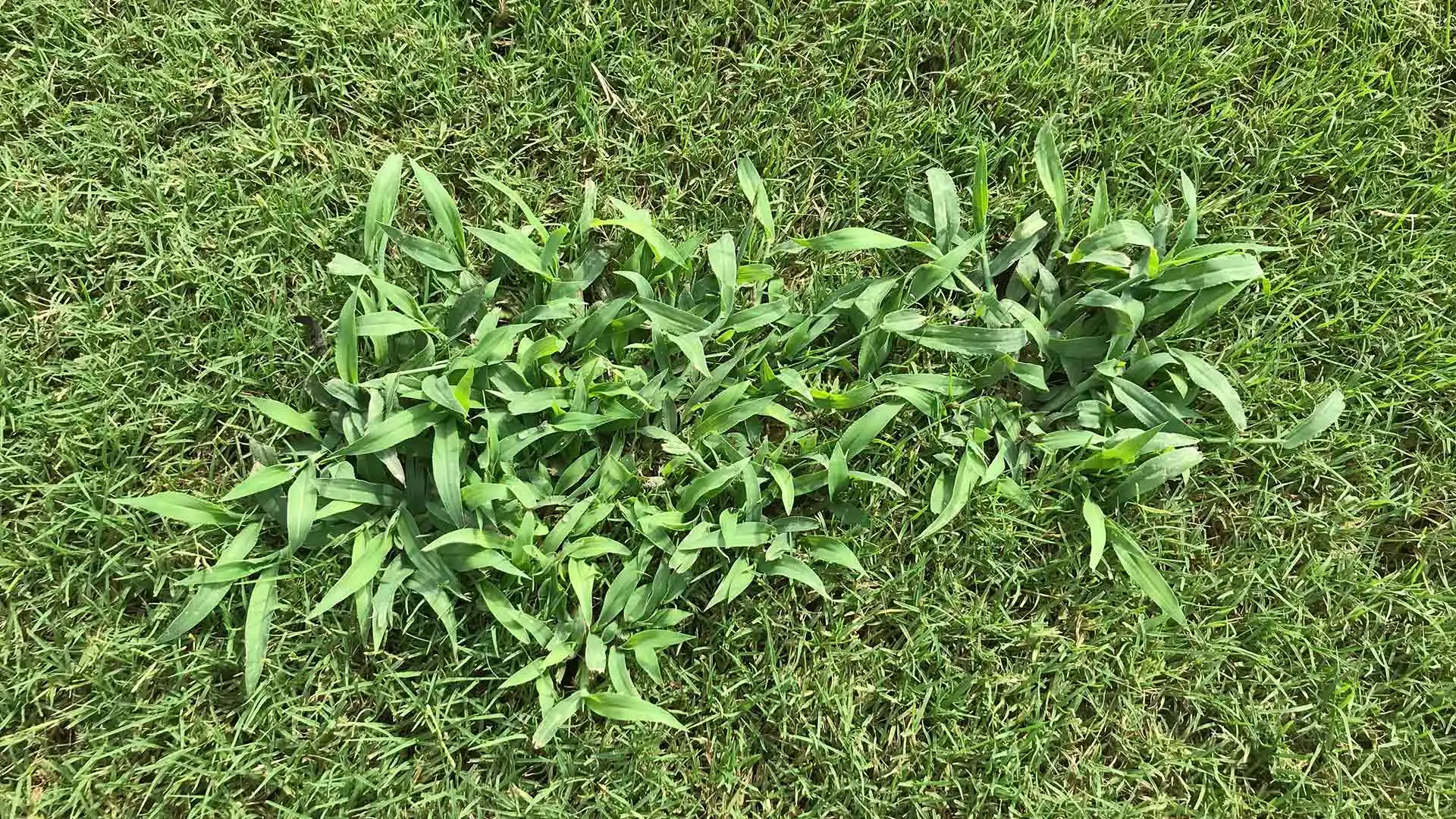 Weed Control Service Near Me