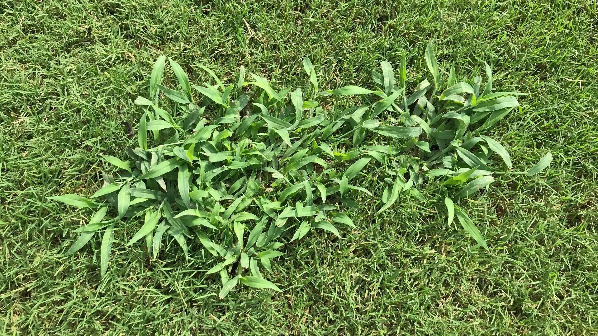 How Long Will It Take to Notice Results From Post-Emergent Weed Control?