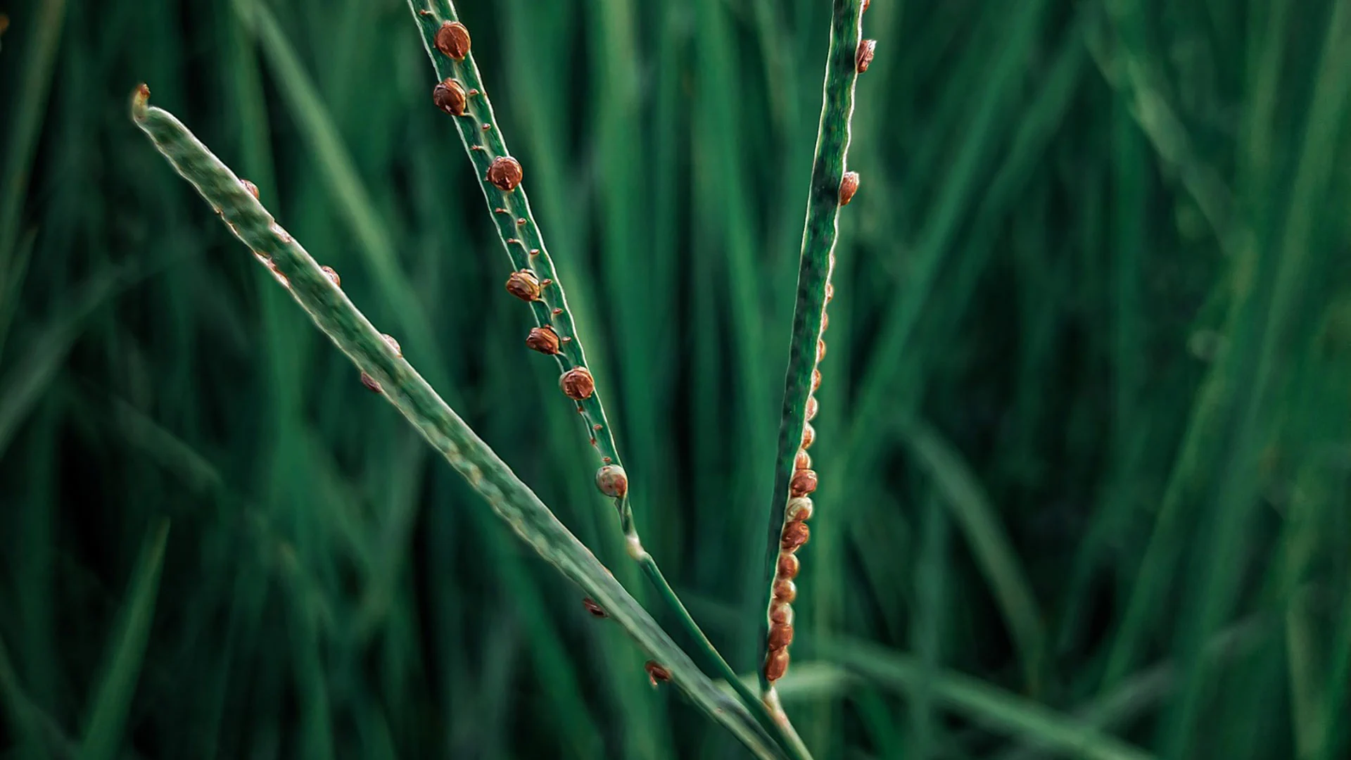 Understanding Dallisgrass: Identification, Prevention & Control
