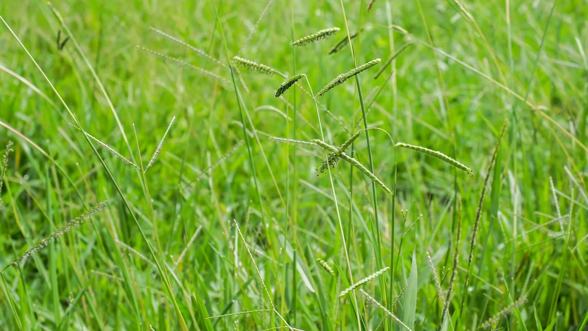 How Do You Kill Dallisgrass Without Killing the Lawn?