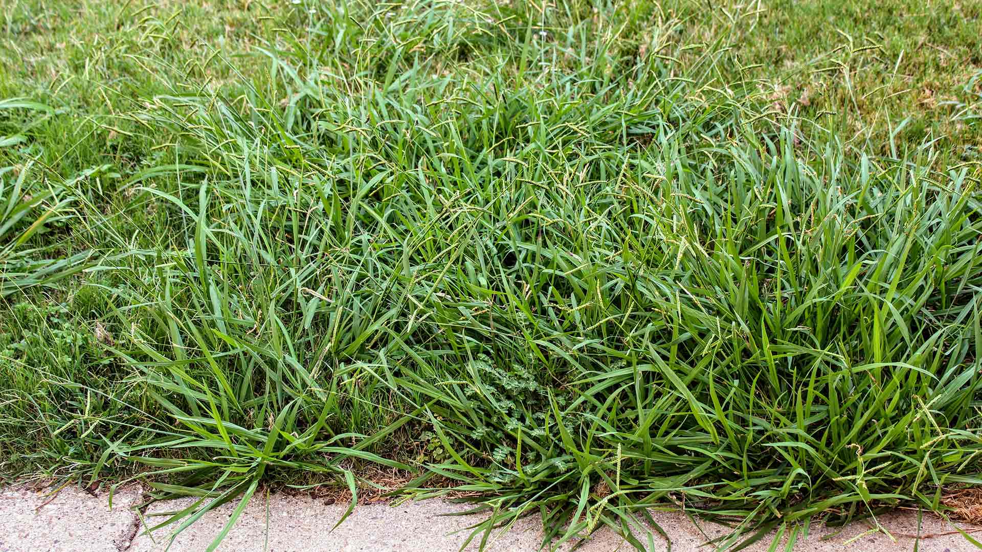 Identifying Dallisgrass and how to kill it