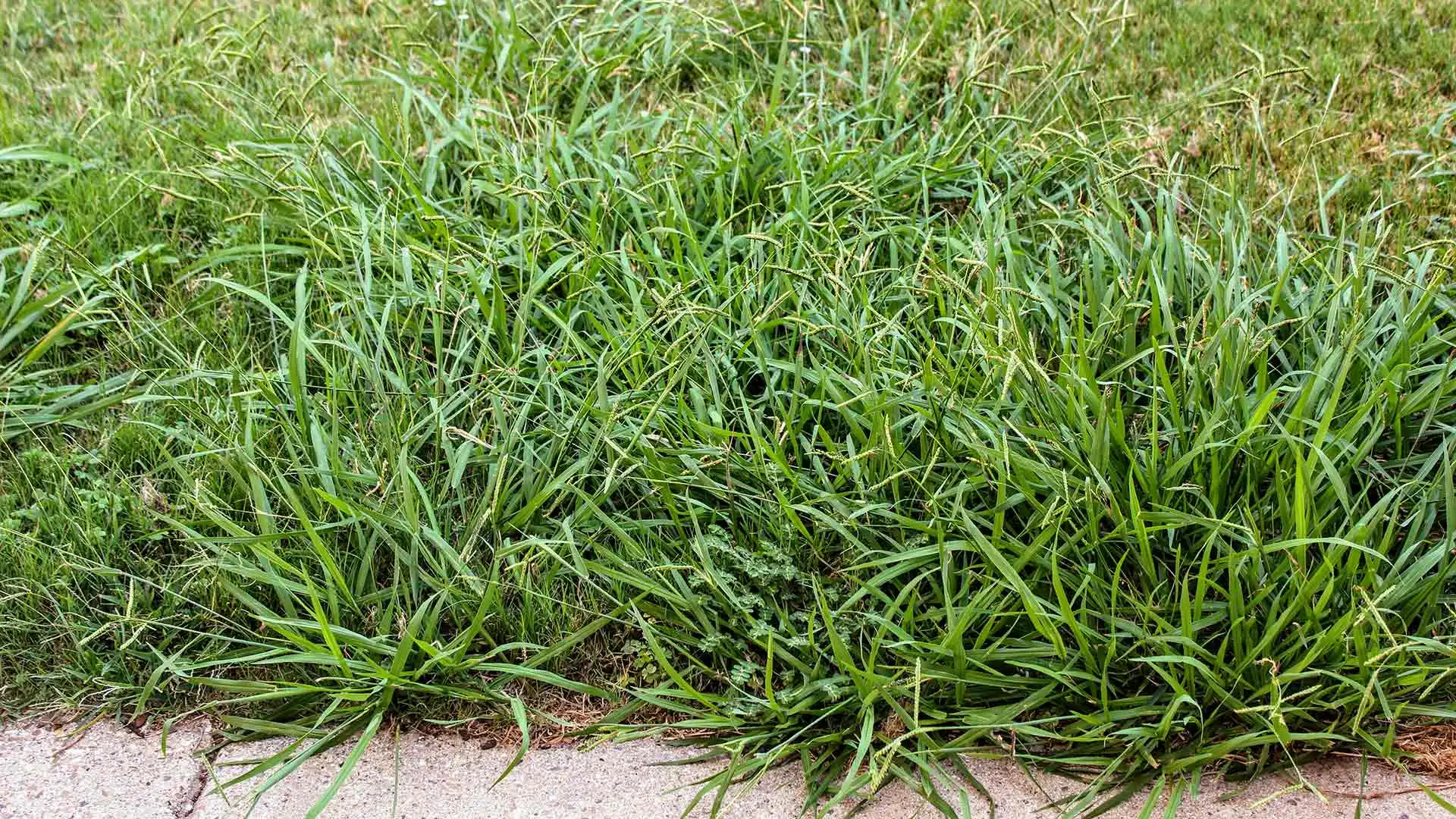 Identifying Dallisgrass and how to kill it