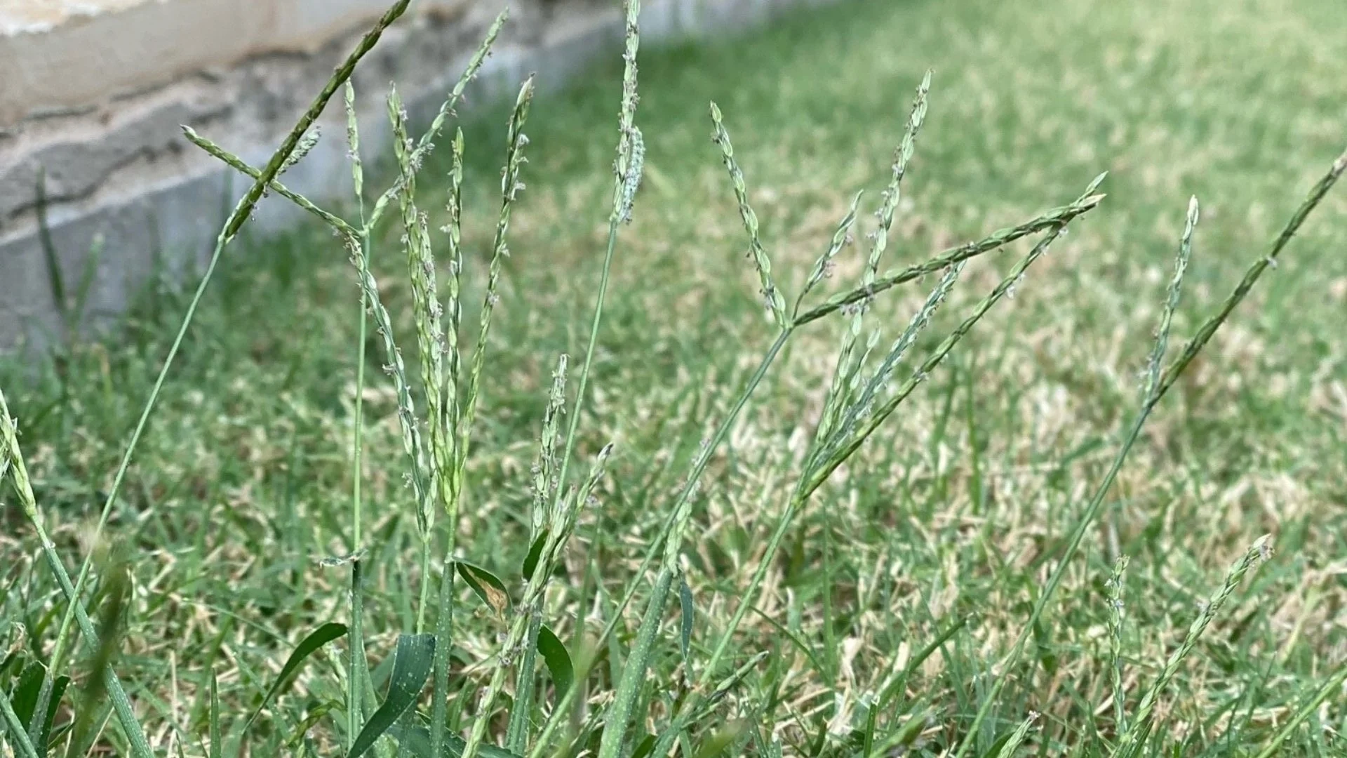 These 5 Weeds Are Common on Lawns in Allen, TX