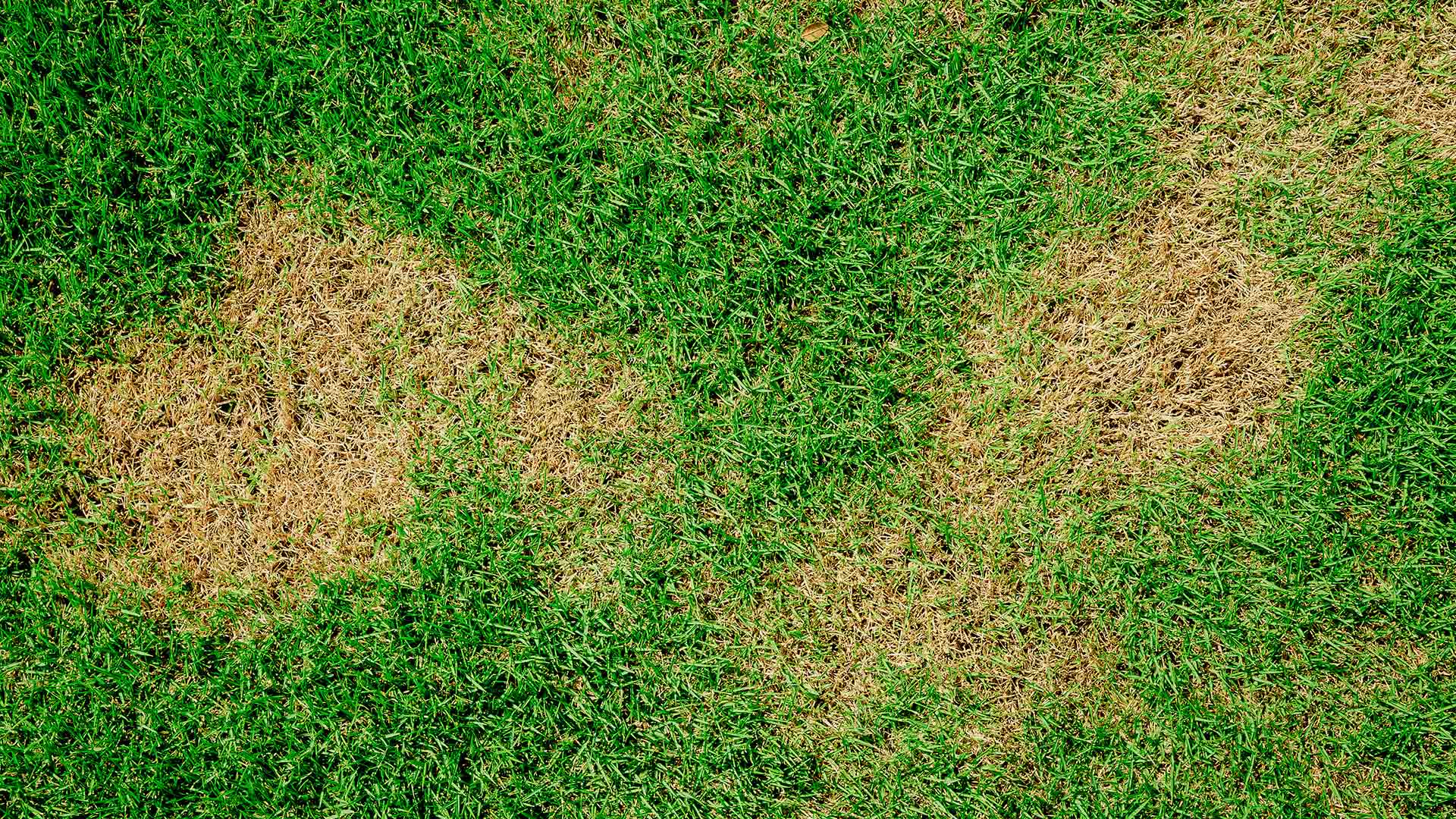 Diseased and infected lawn in Dallas, TX.