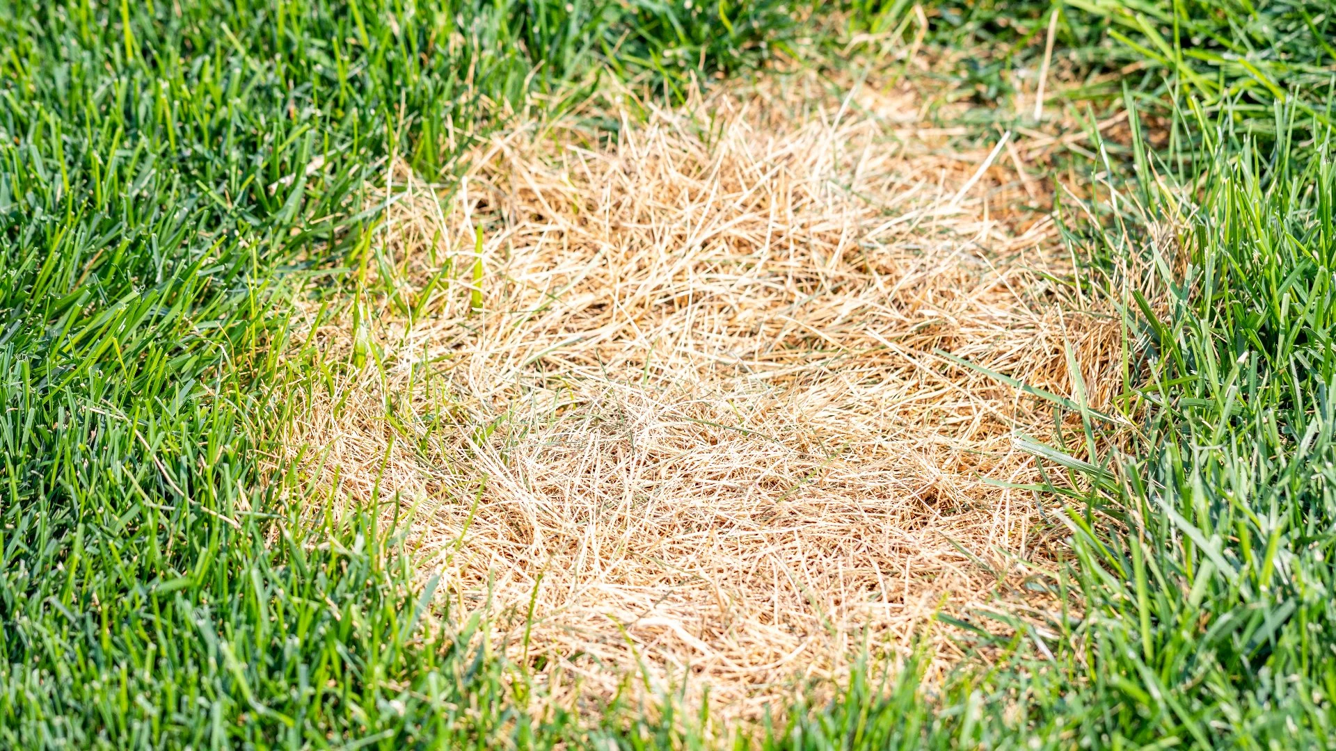 Why Are There Small, Circular Patches of Tan Grass on Your Lawn?
