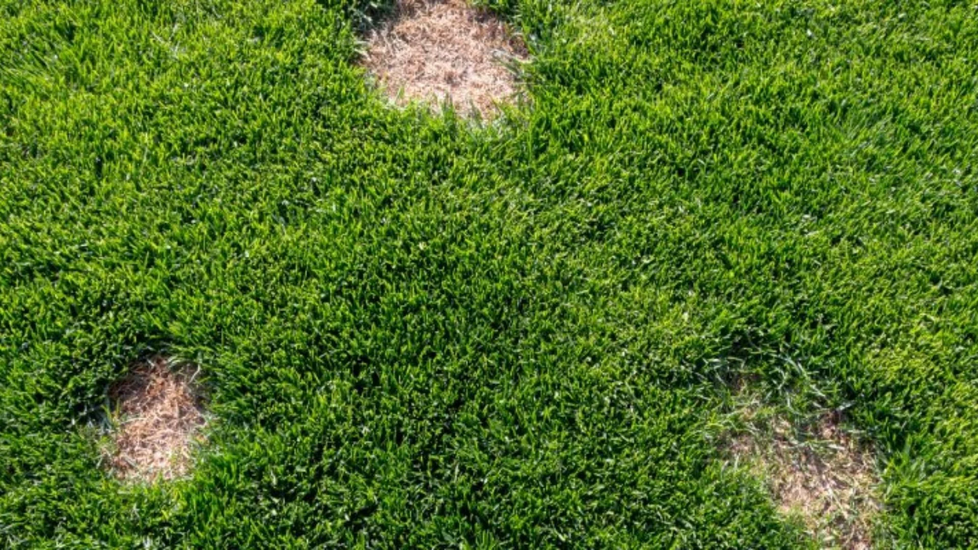 Dollar Spot - A Lawn Disease You Should Be on the Lookout for in Texas
