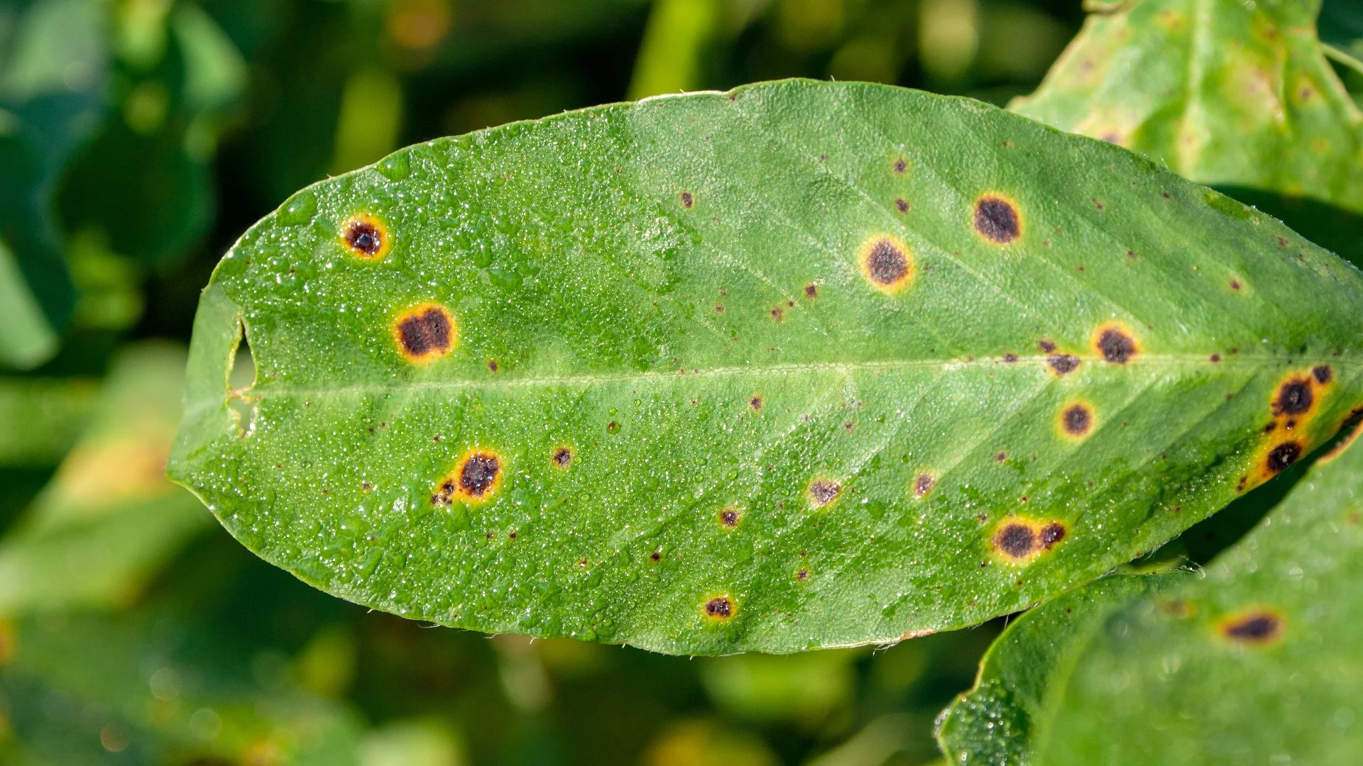 Why Are There Brown Spots on the Leaves of My Shrubs?