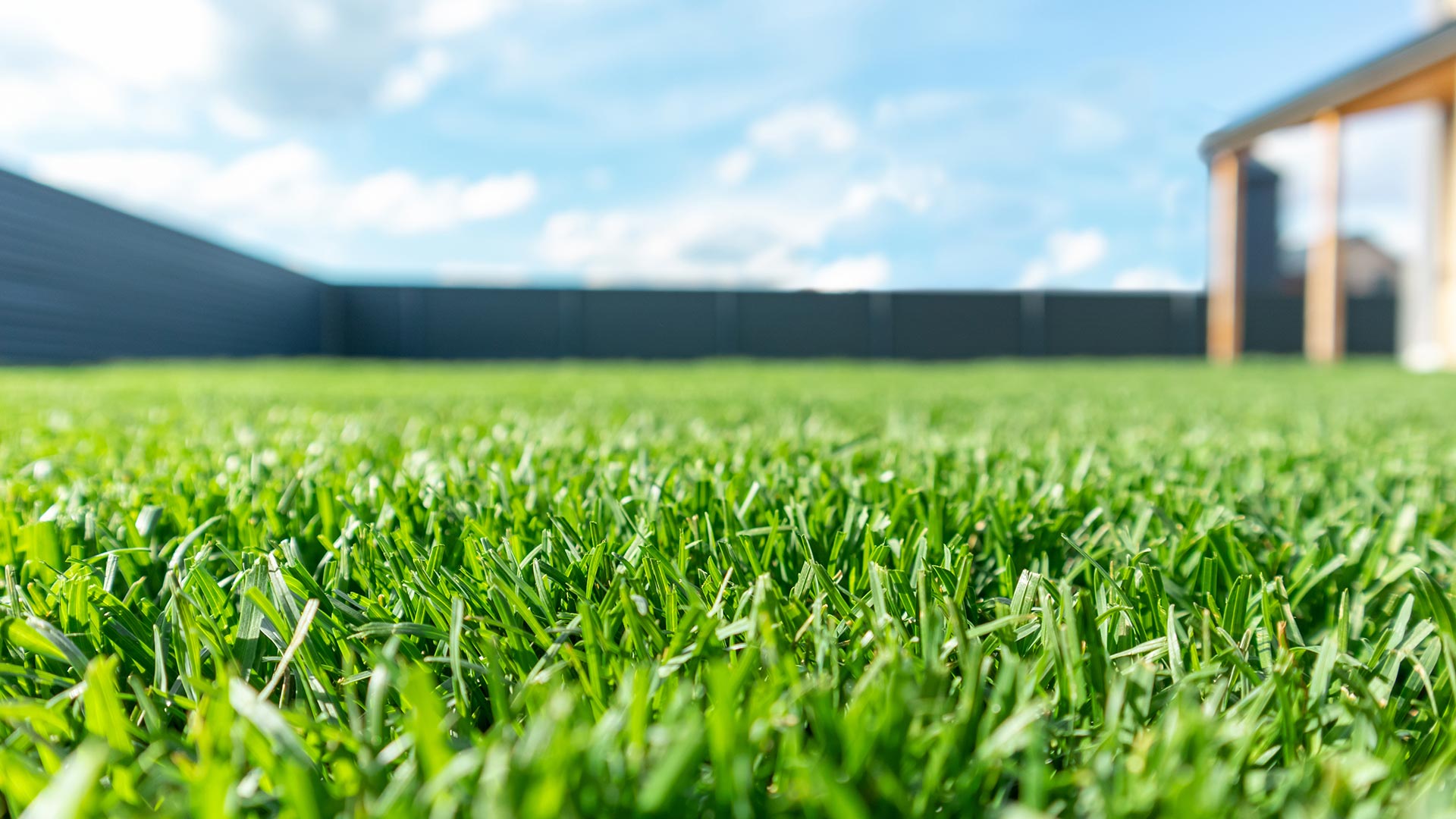 Fertilized grass blades in lawn in Dallas, TX.
