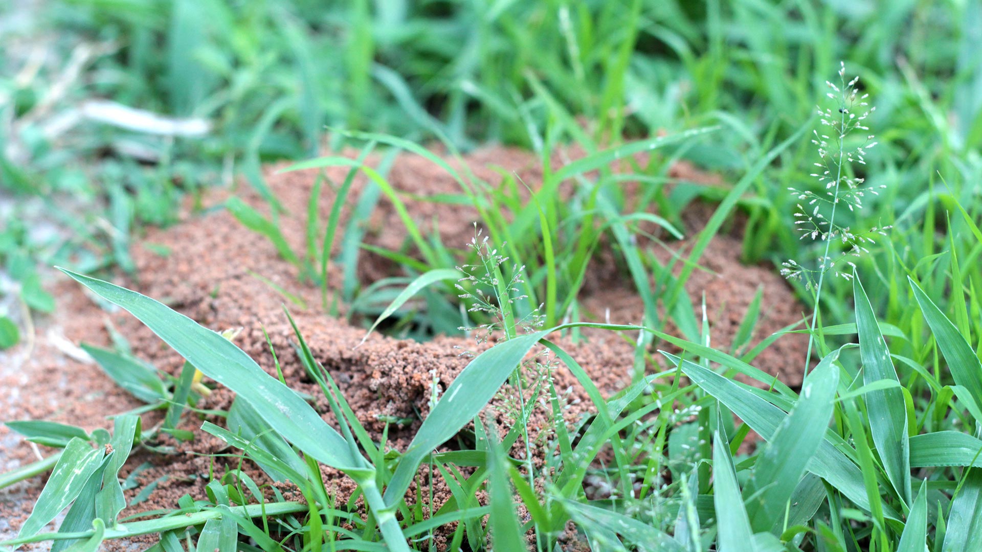 Fire ant hill found in a lawn in Arlington, TX.