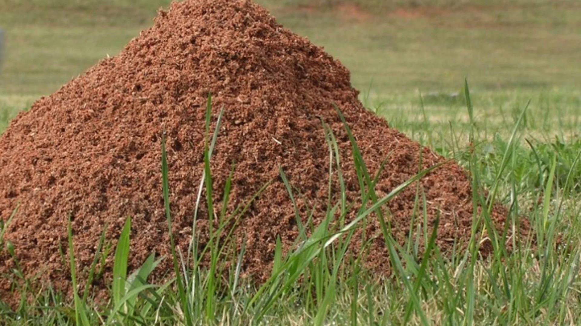 Ways to Tell if the Ant Mounds on Your Property Are Fire Ant Mounds