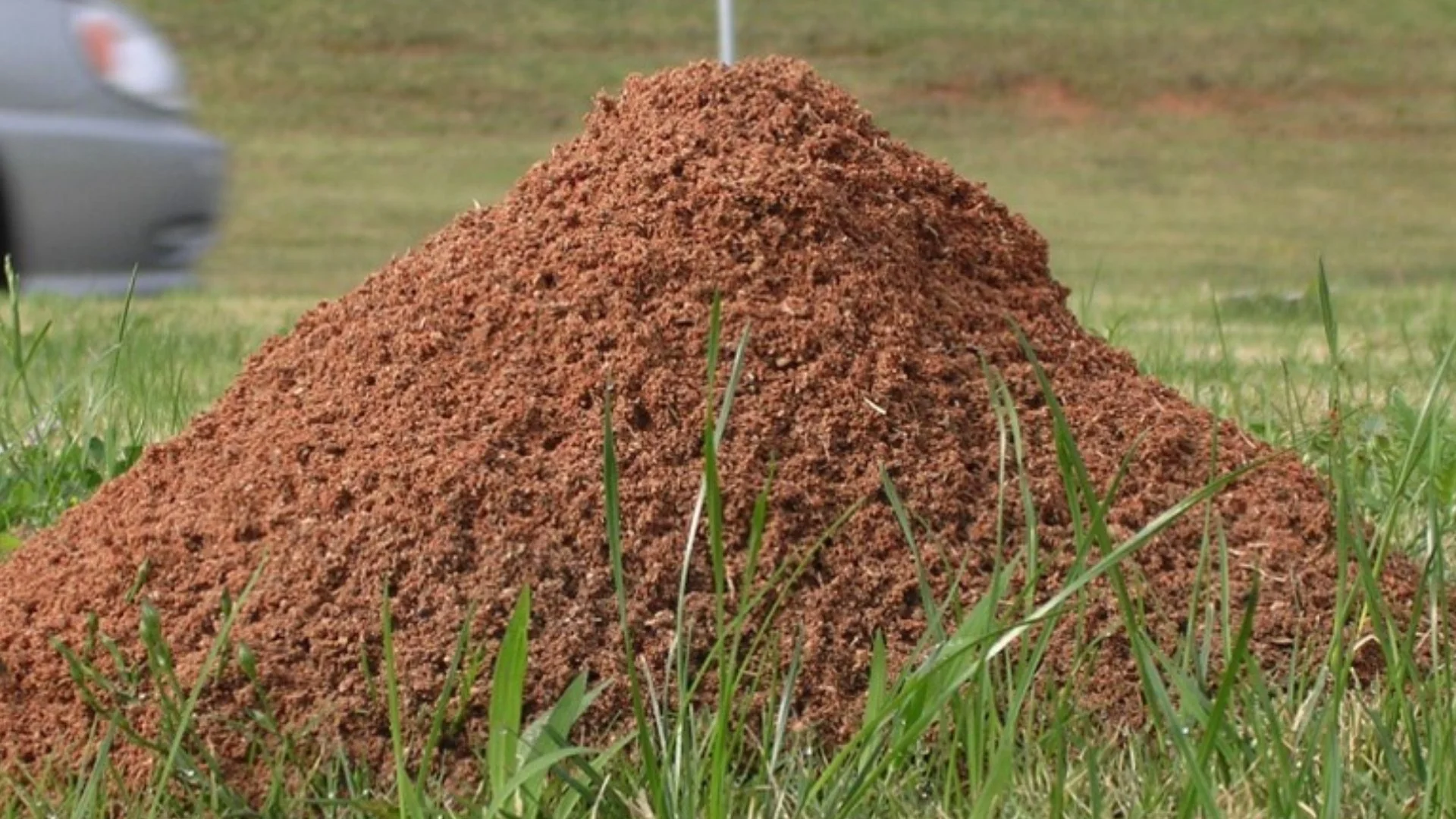 How Long Can You Expect a Fire Ant Treatment to Last?
