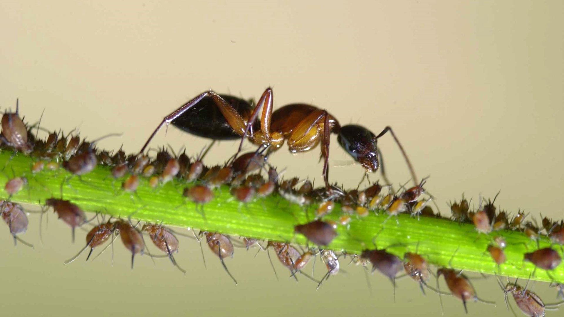 Have Fire Ants Infested Your Lawn? Here Are 3 Things That You Should Do!