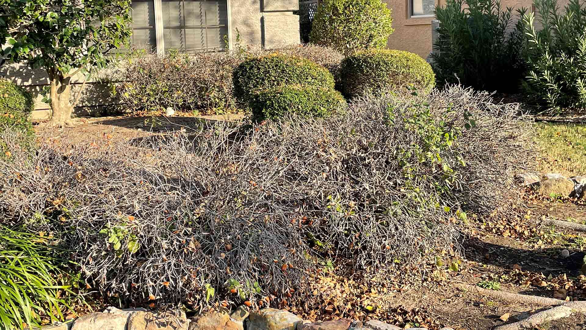 How to Prevent Frost Damage on Plants and Shrubs