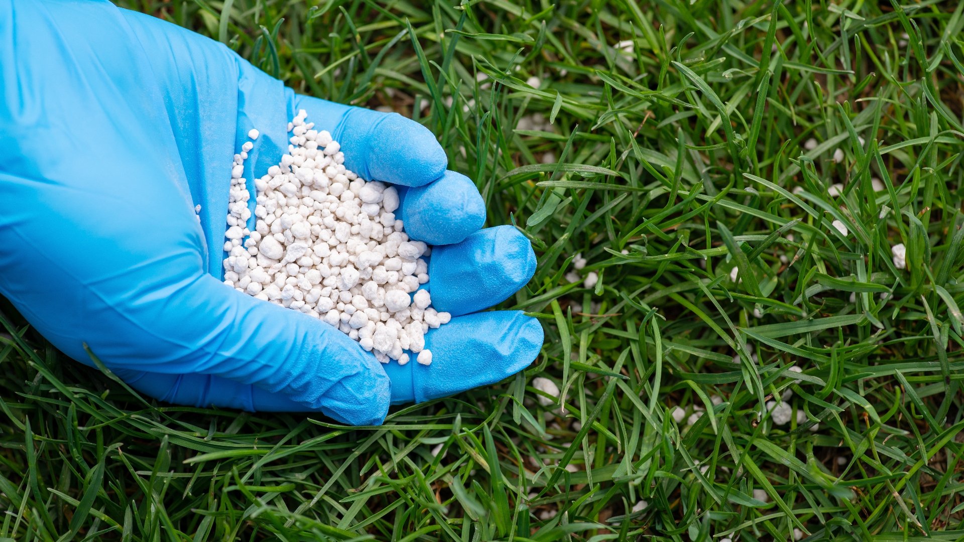 Signs Your Lawn Needs Fertilization: How to Tell When Your Grass Is Hungry