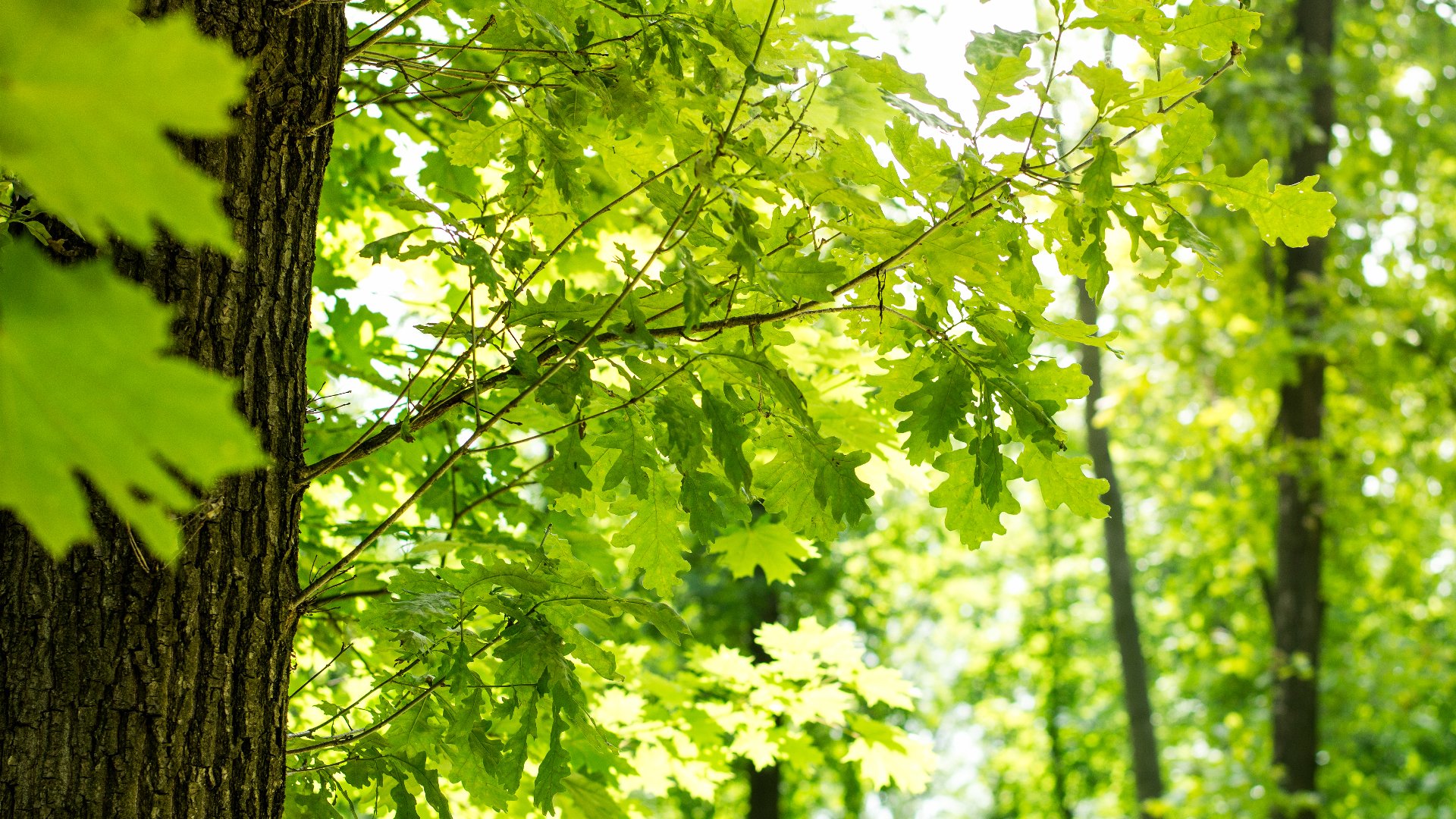 Don’t Forget to Fertilize Your Trees & Shrubs This Summer!