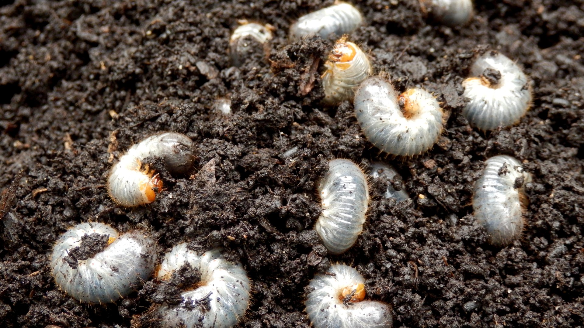 What Are the Signs of Grubs in Your Lawn?