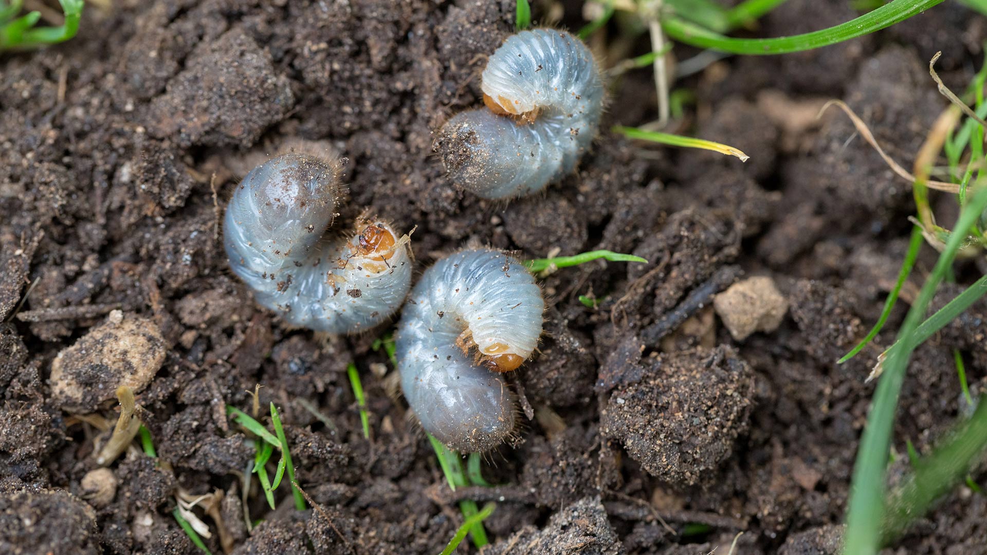 Are Grub Worms Feasting on Your Lawn?