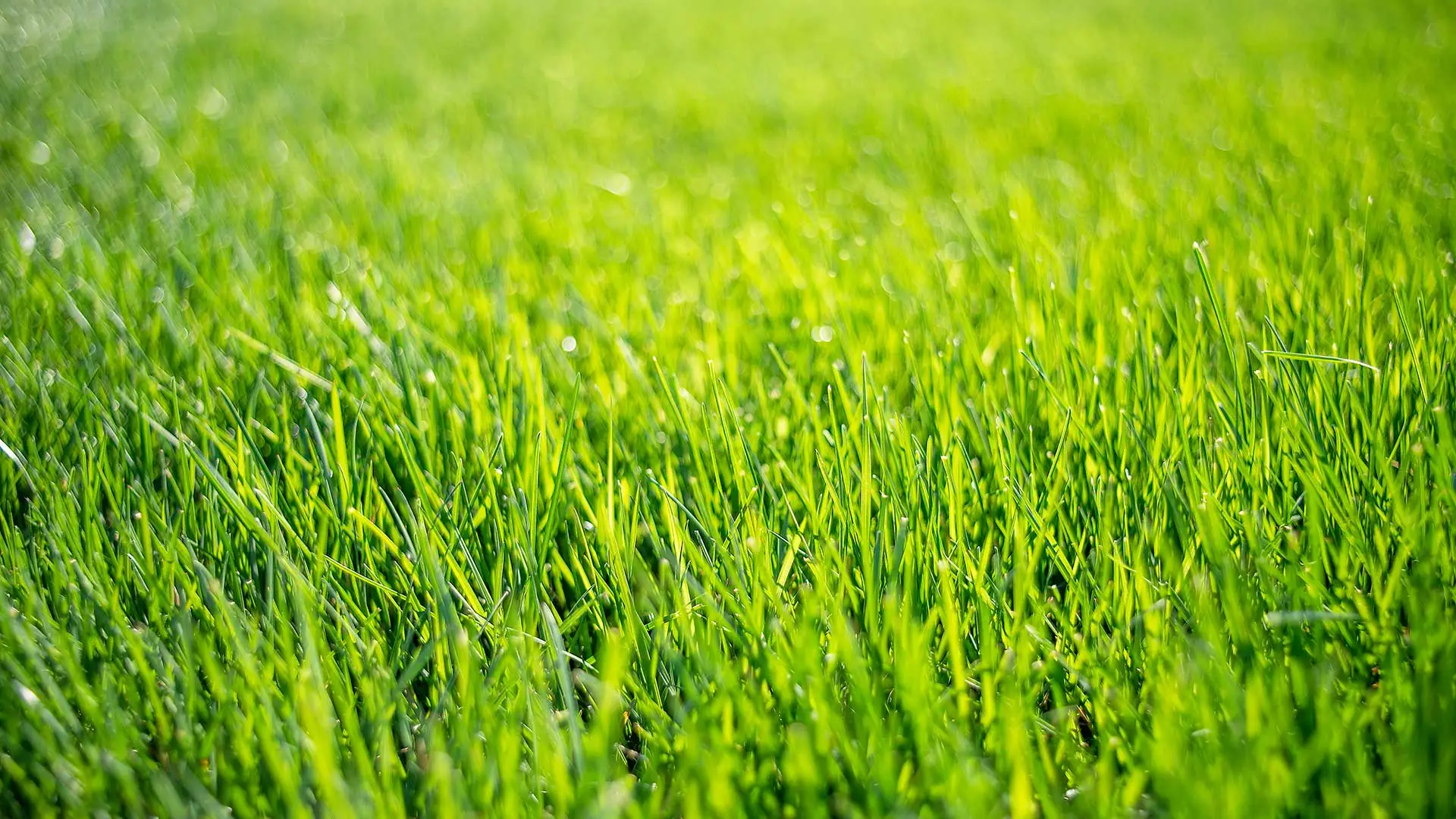 Healthy lawn after services performed in Dallas, TX.