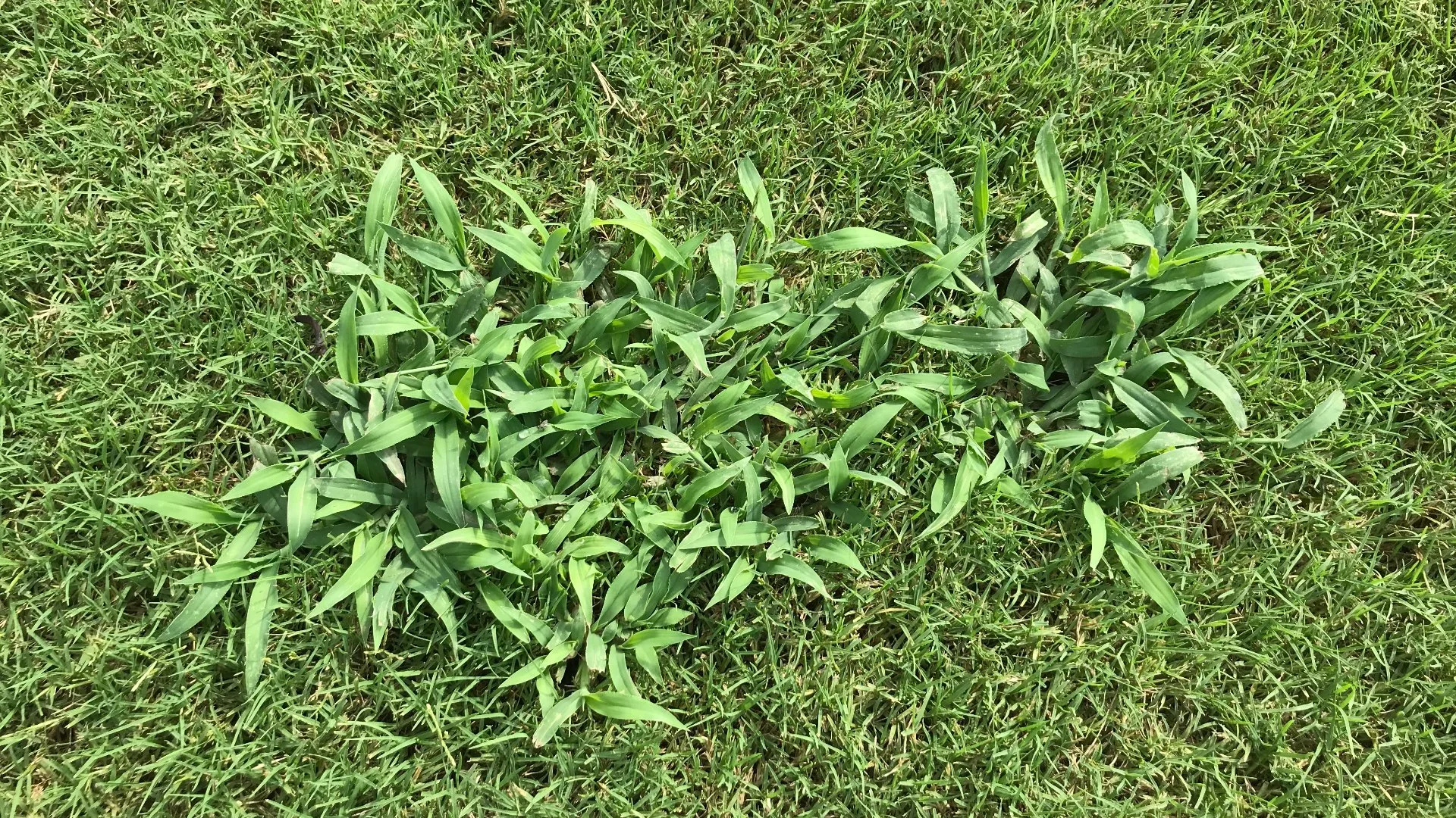 How Many Times Should You Apply Pre-Emergent Weed Control in the Fall?