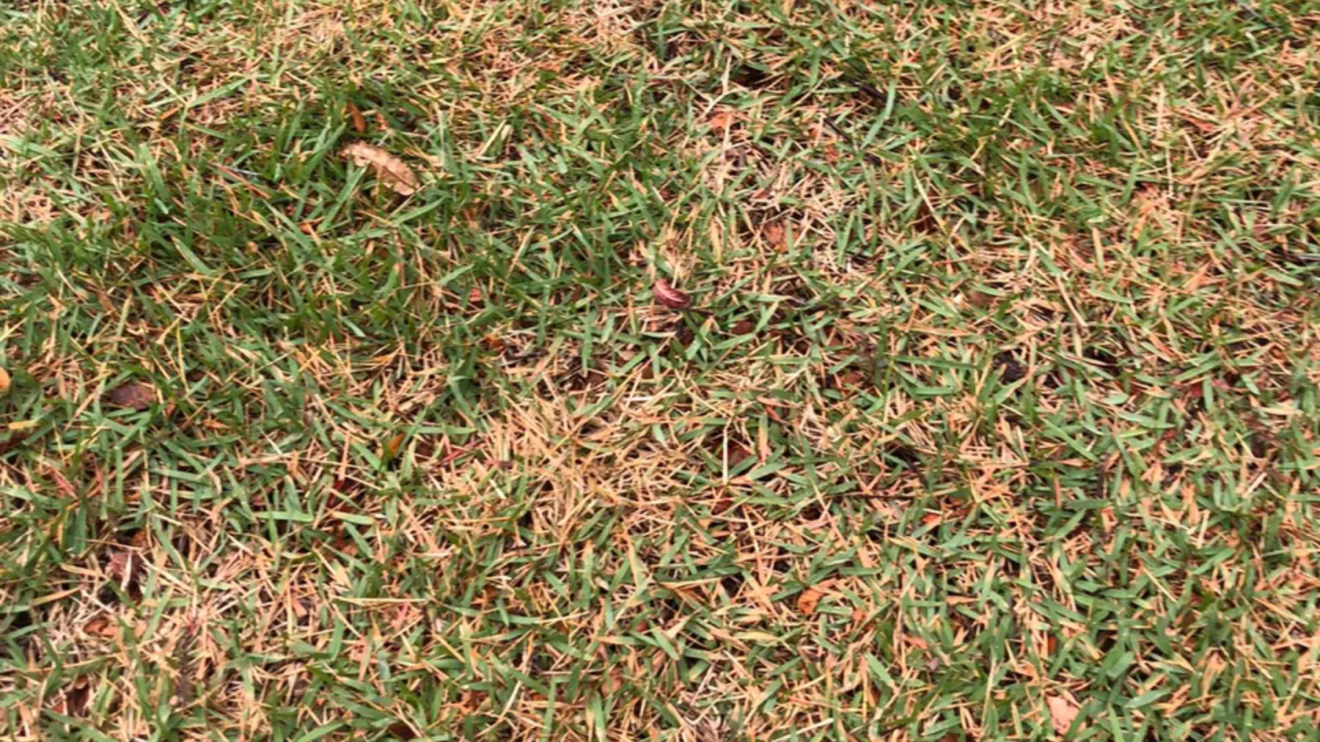 What You Should Do if Your Lawn Is Infected With a Disease!