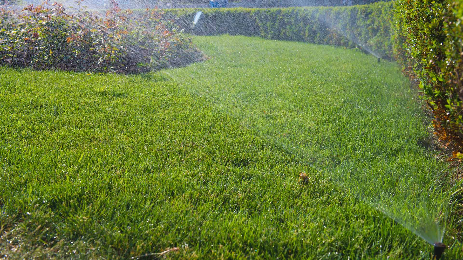 Keep a Healthy Lawn During Water Restrictions