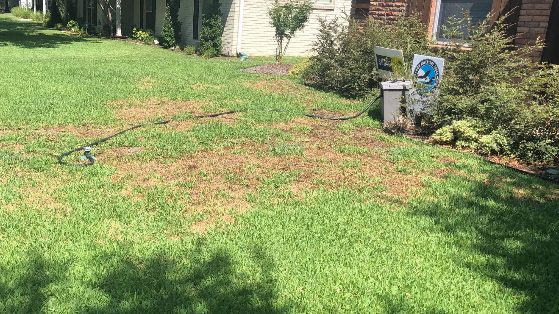 What Conditions Are Conducive to Lawn Disease Development?