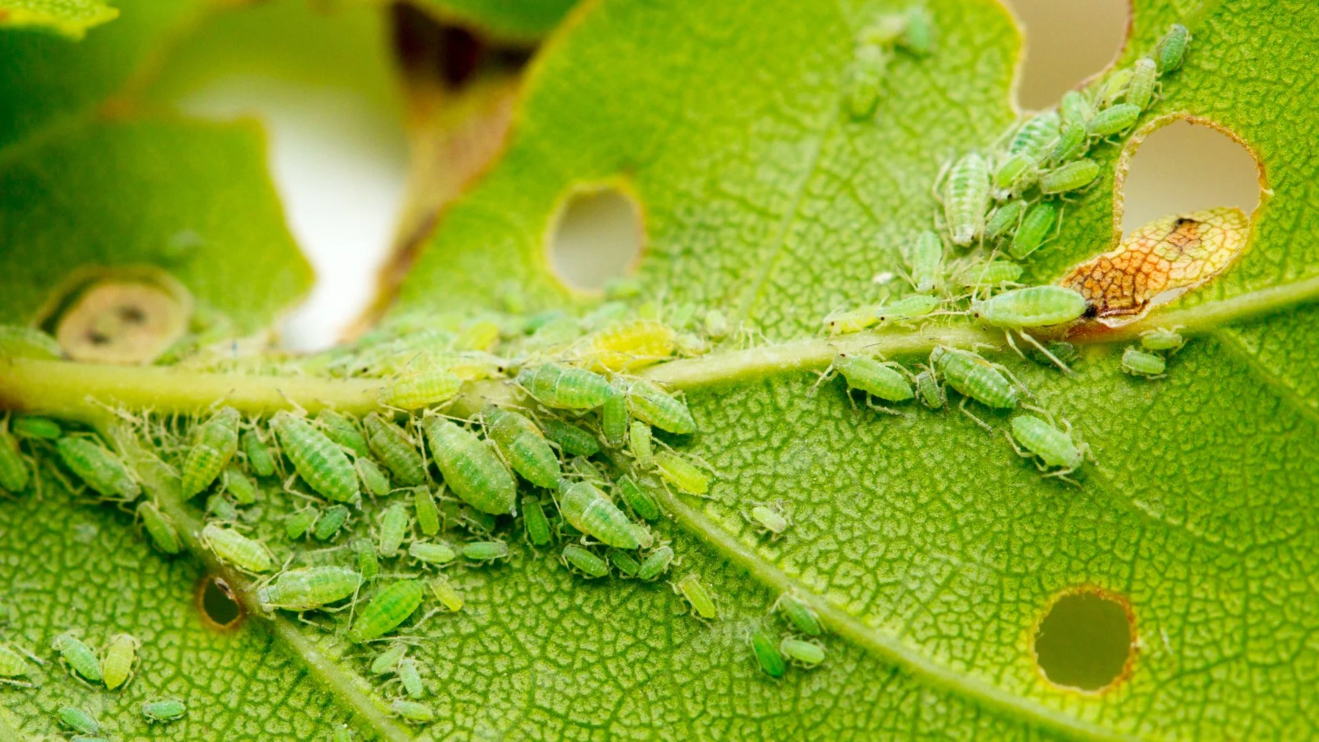 Can Aphids Kill Your Plants?