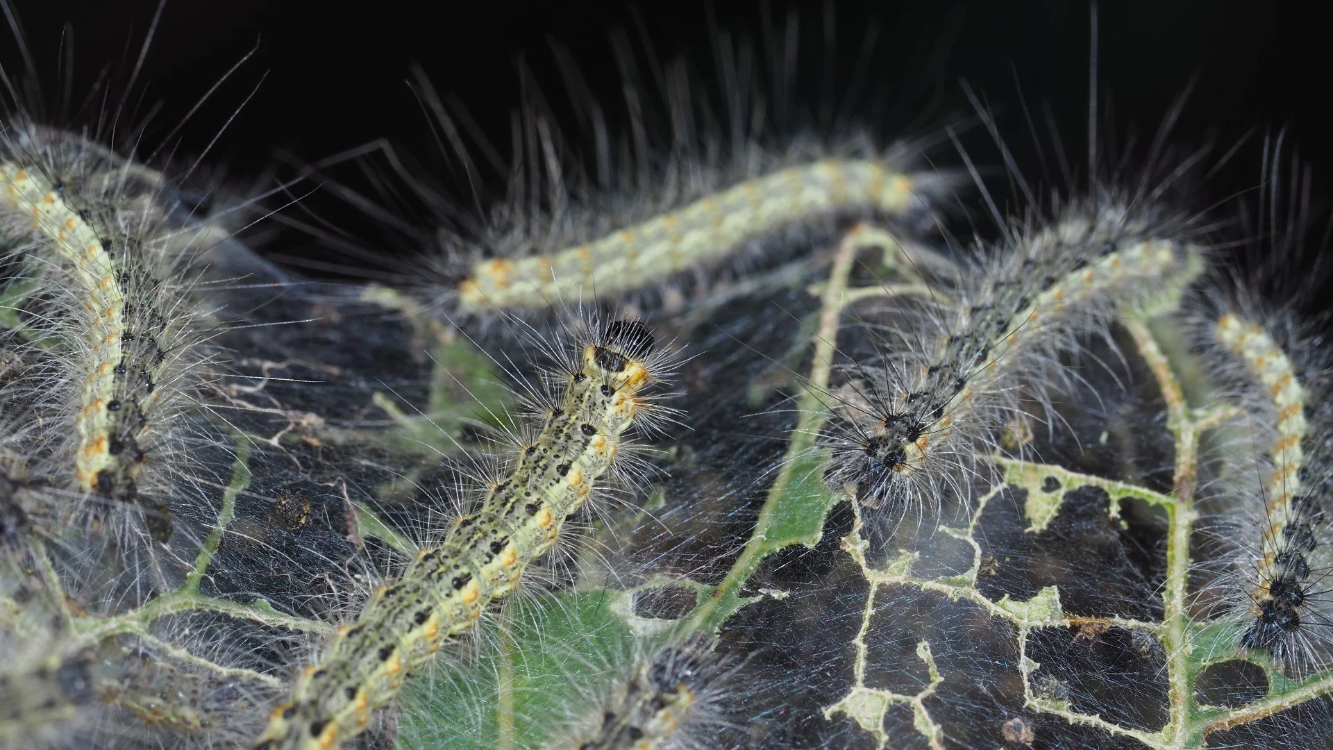 Bagworms vs Webworms: Identifying the Insect Infesting Your Plants