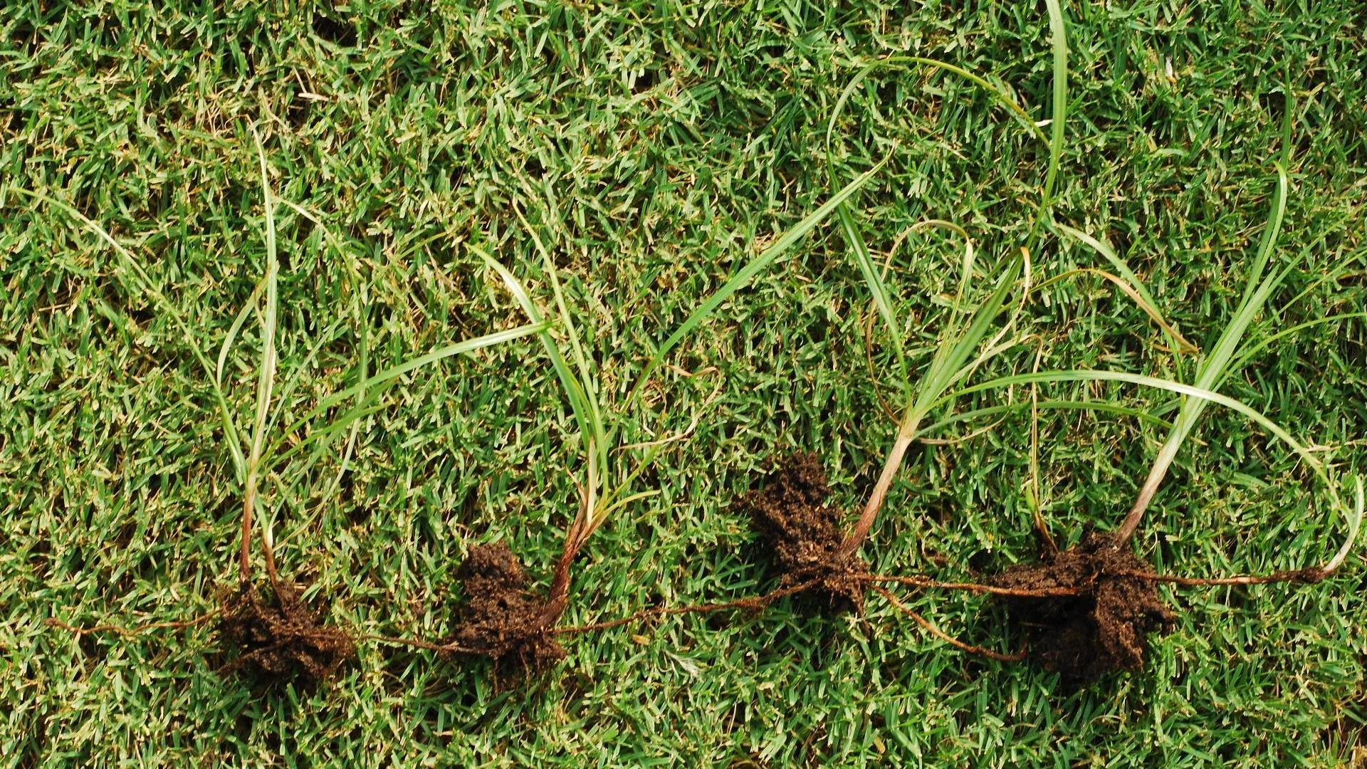 What Can You Expect When You Hire Pros to Treat Nutsedge on Your Lawn?