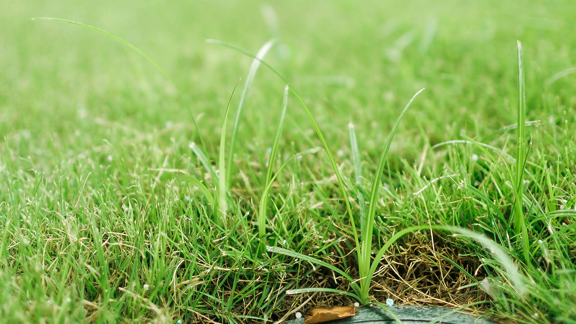 What is the difference between Nutsedge and Crabgrass?