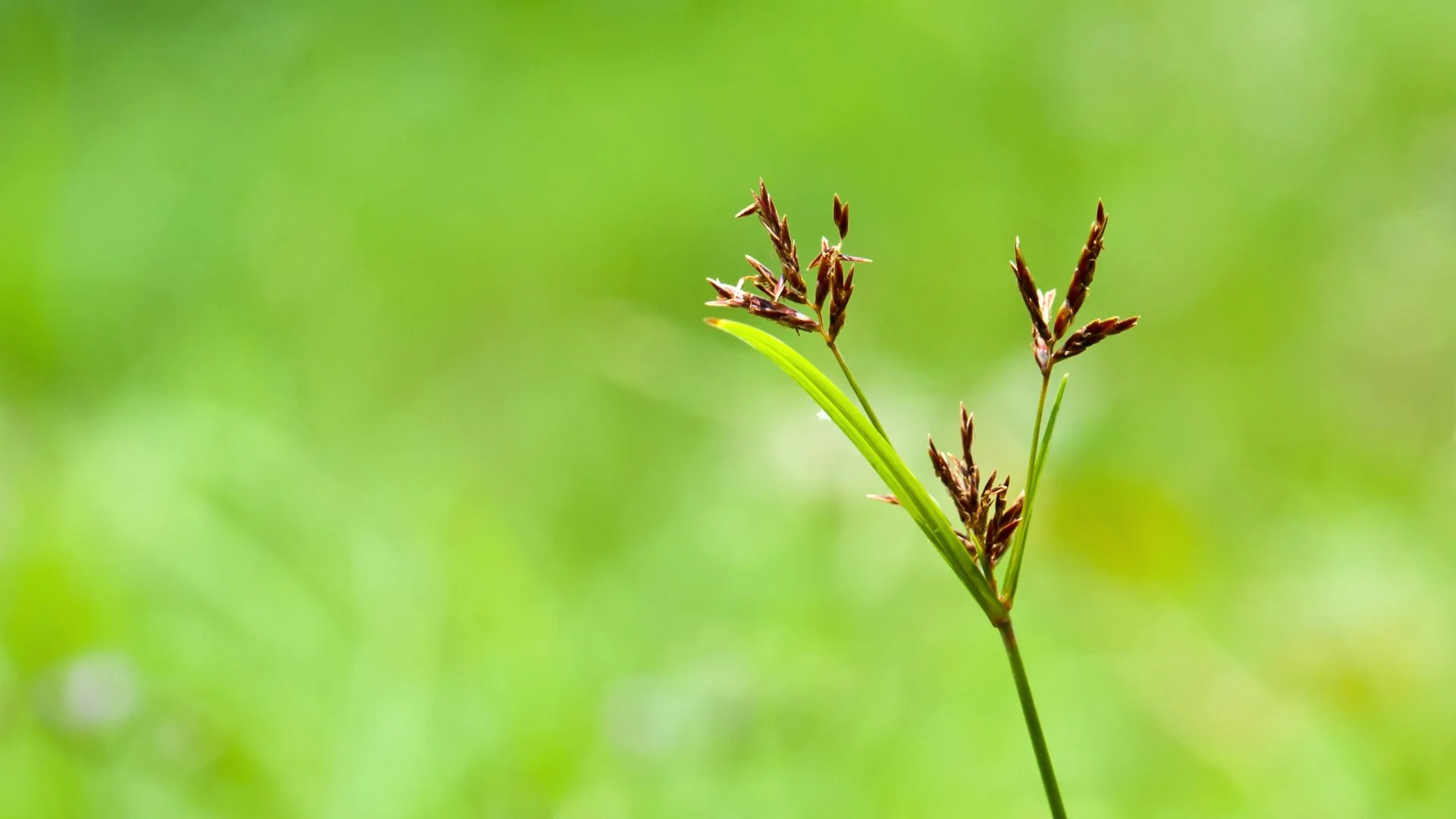 Why Is There So Much Nutsedge in Your Lawn?