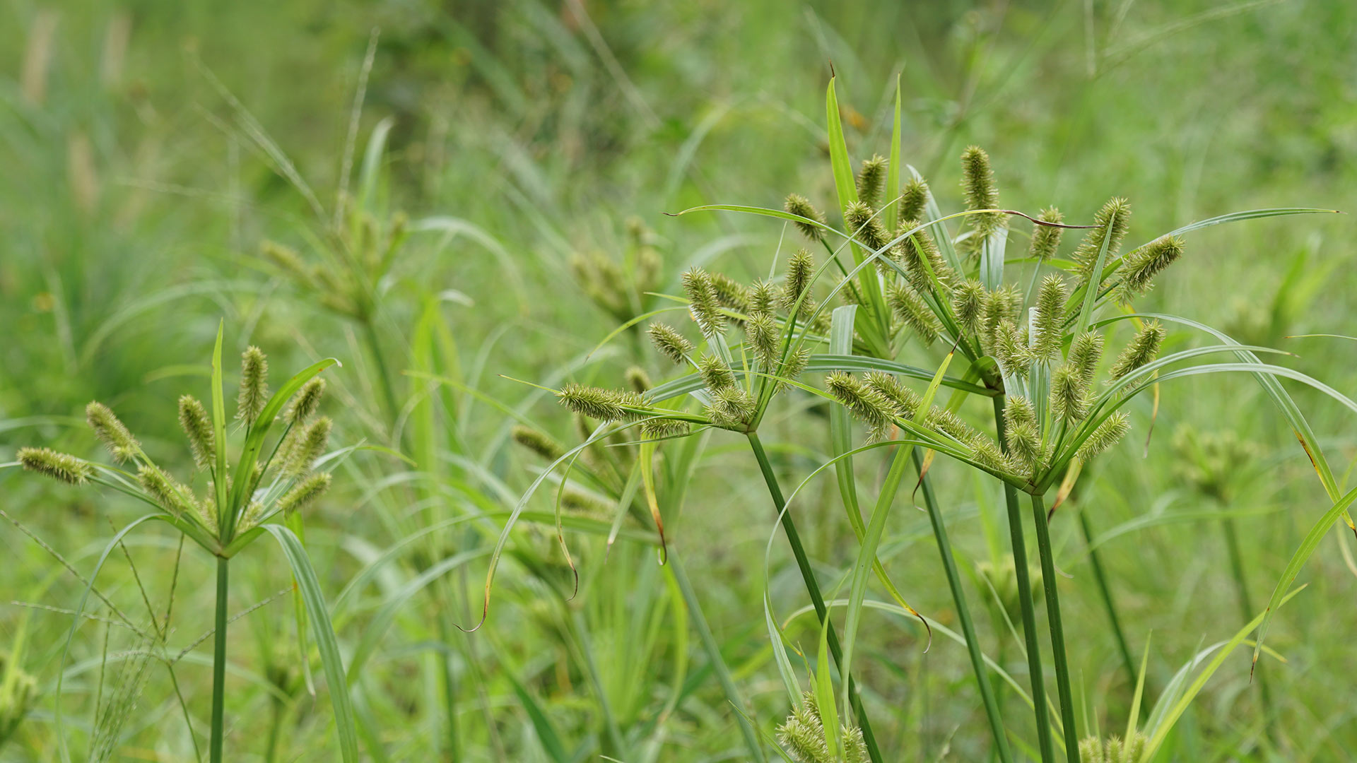 Nutsedge weeds growing in lawn in Dallas, TX.