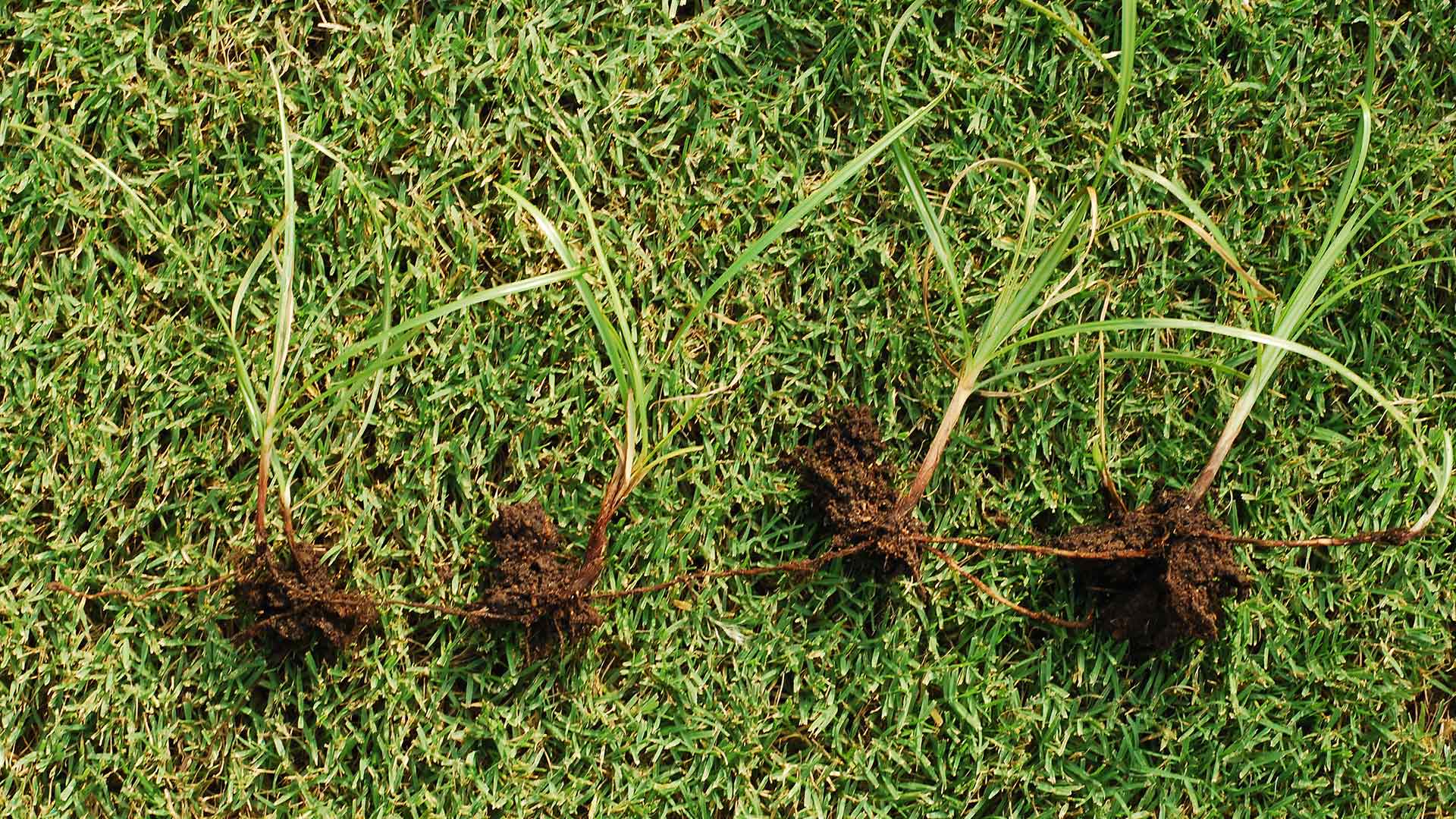 Nutsedge weeds with roots showing in a lawn in Irving, TX.