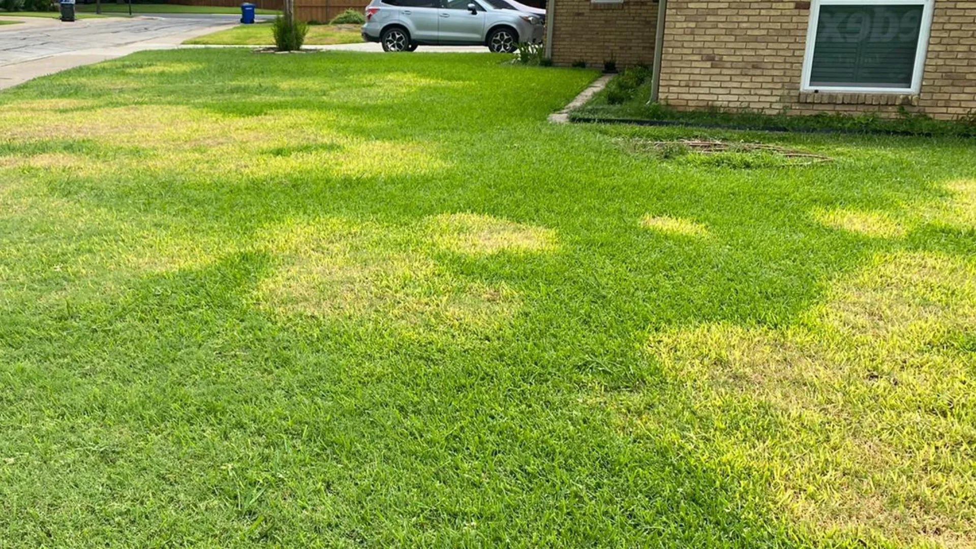 Chinch Bugs or Grubs - Who’s Responsible for Your Damaged Lawn?