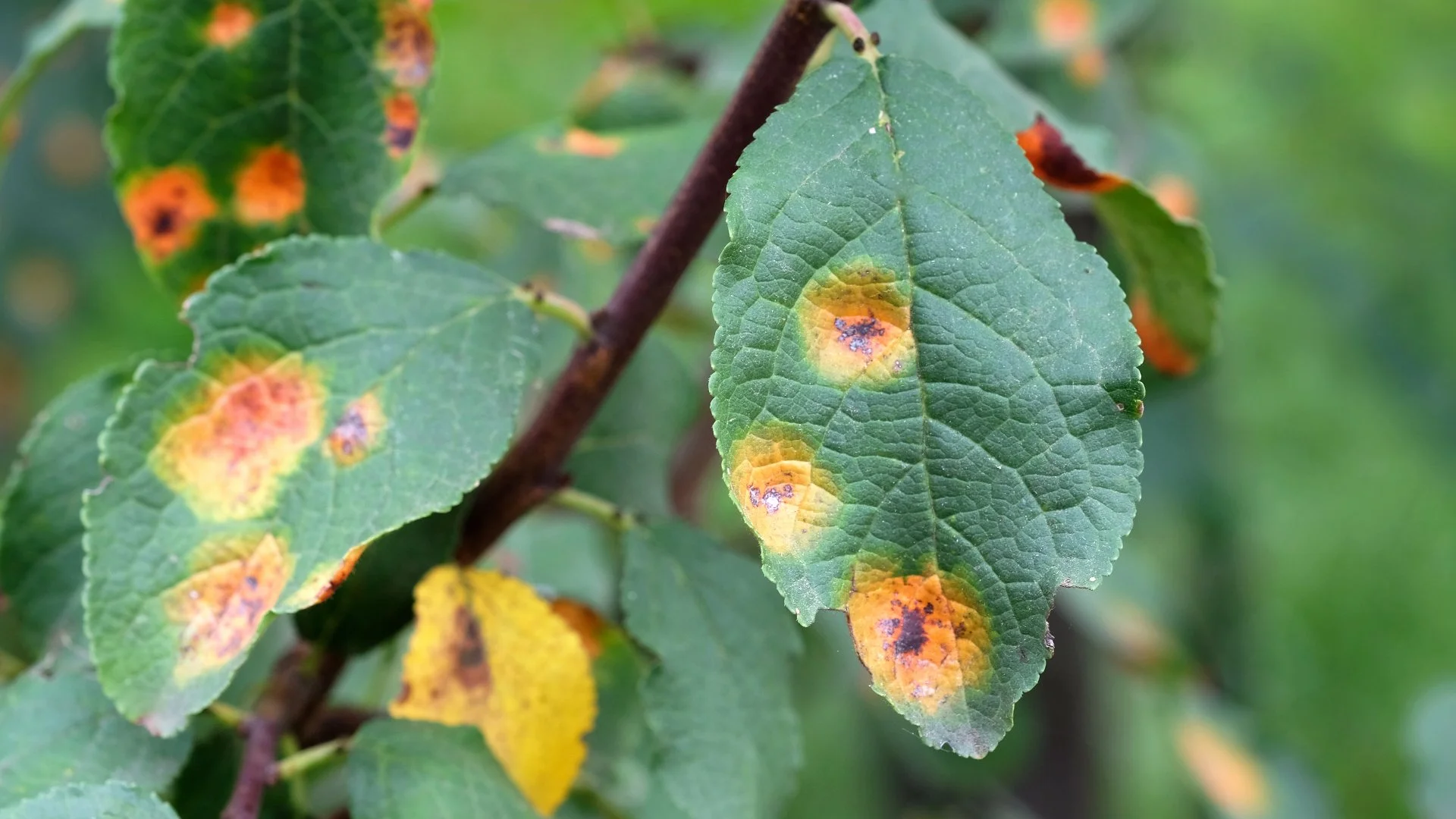 3 Plant Diseases to Be on the Lookout for in Dallas, TX